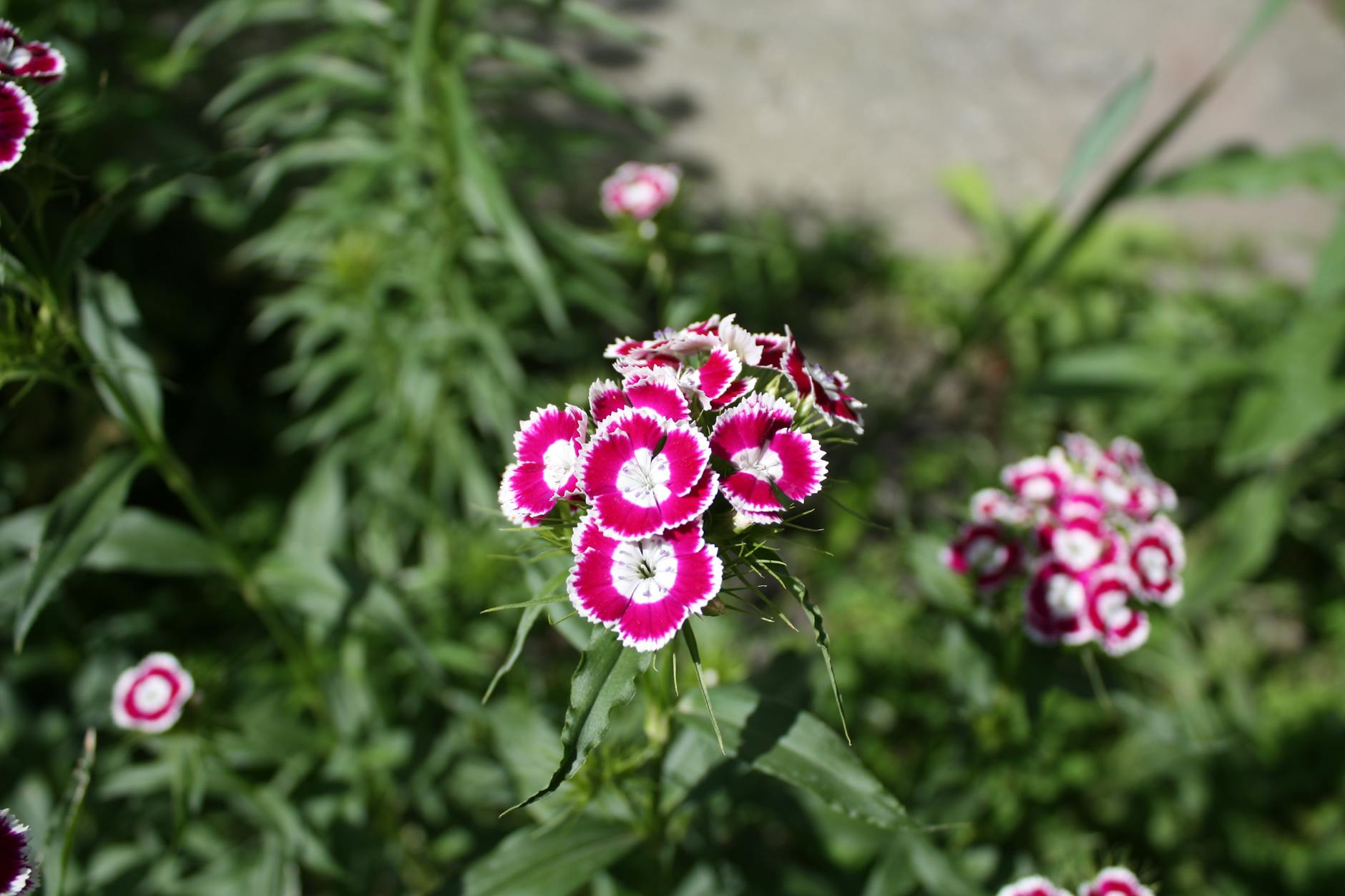 A stunning English country garden in full summer bloom in the Cotswolds