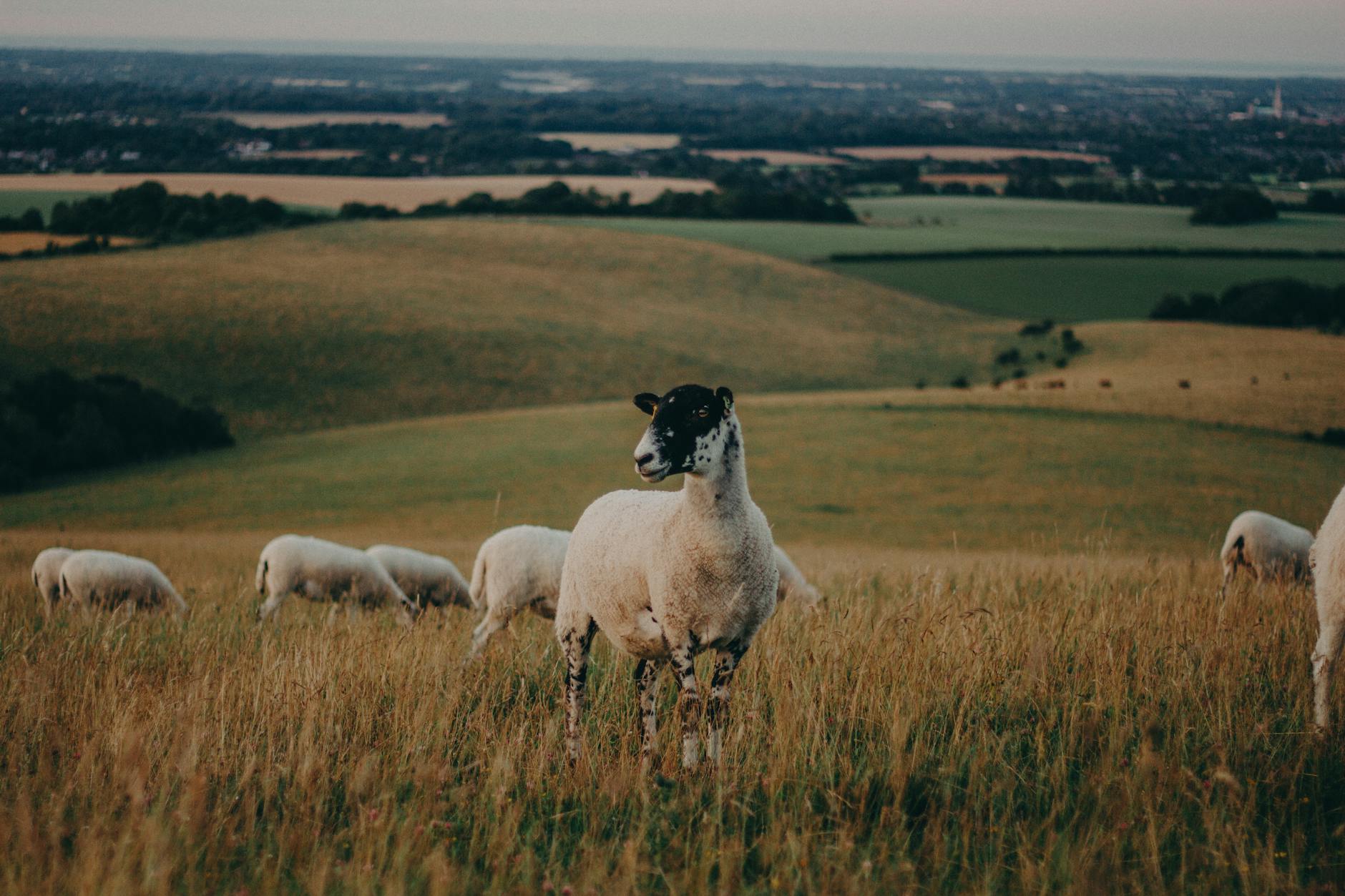 Rolling green Cotswolds hills dotted with sheep under a blue sky