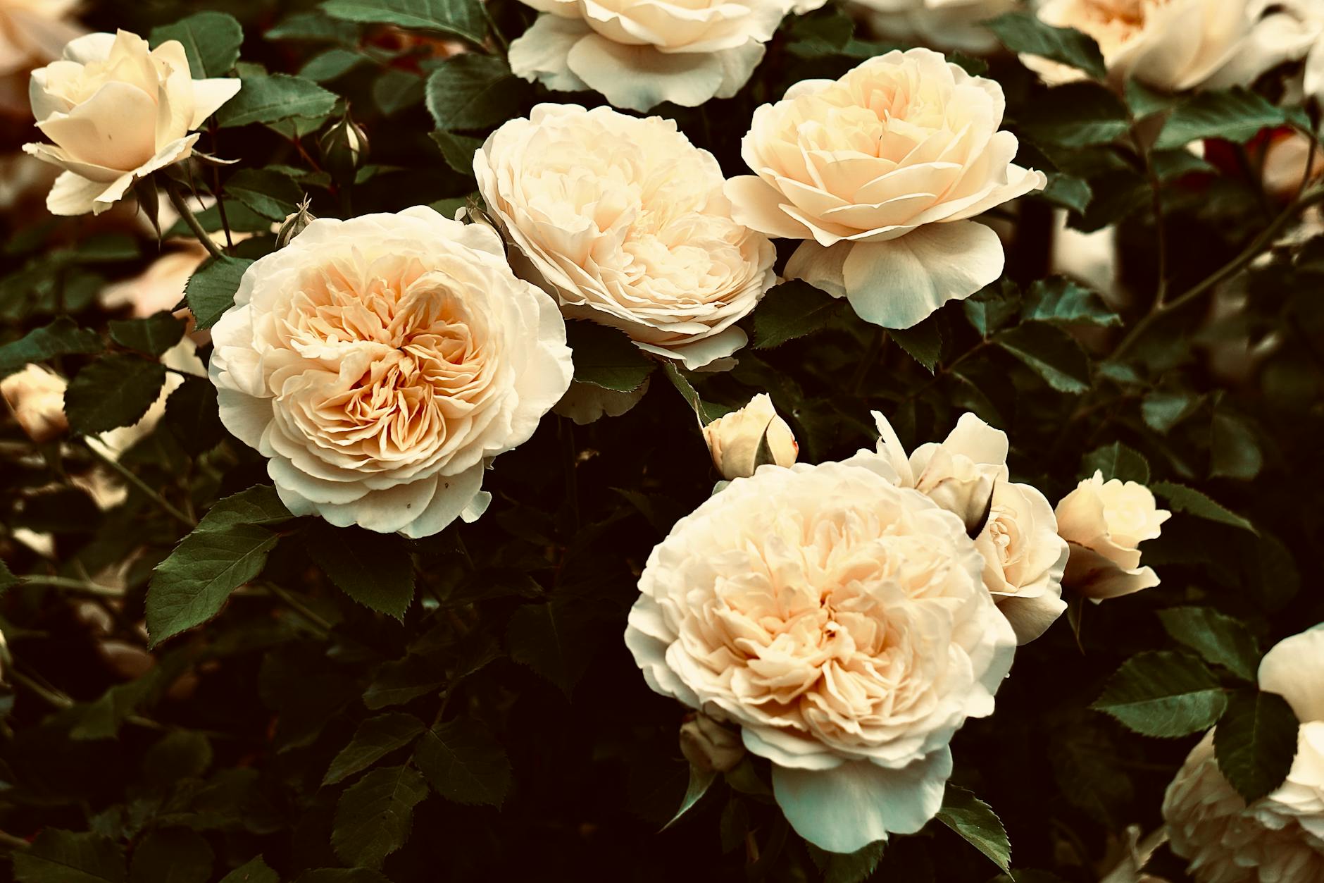 A beautiful English country garden filled with roses in summer