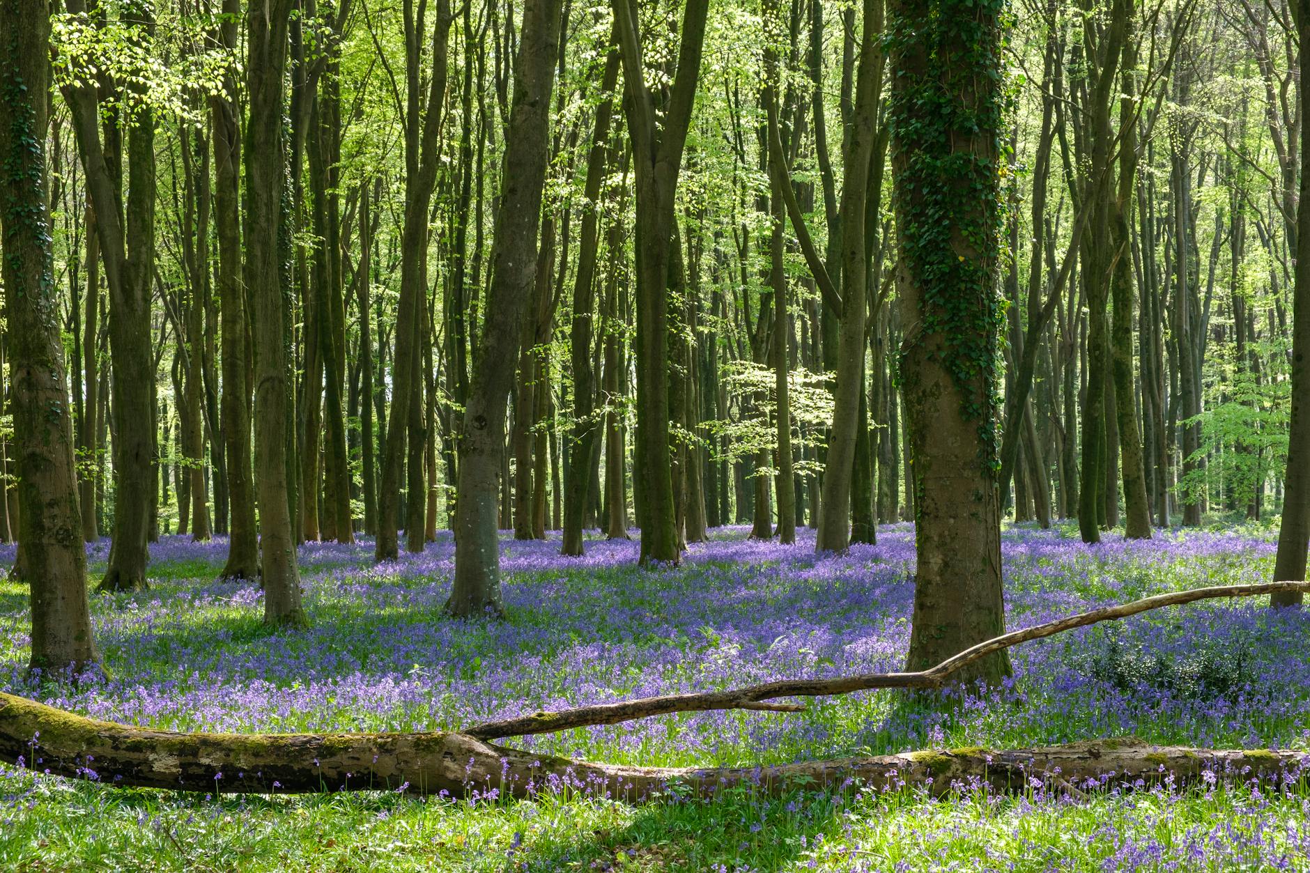 A carpet of bluebells in an English woodland in spring