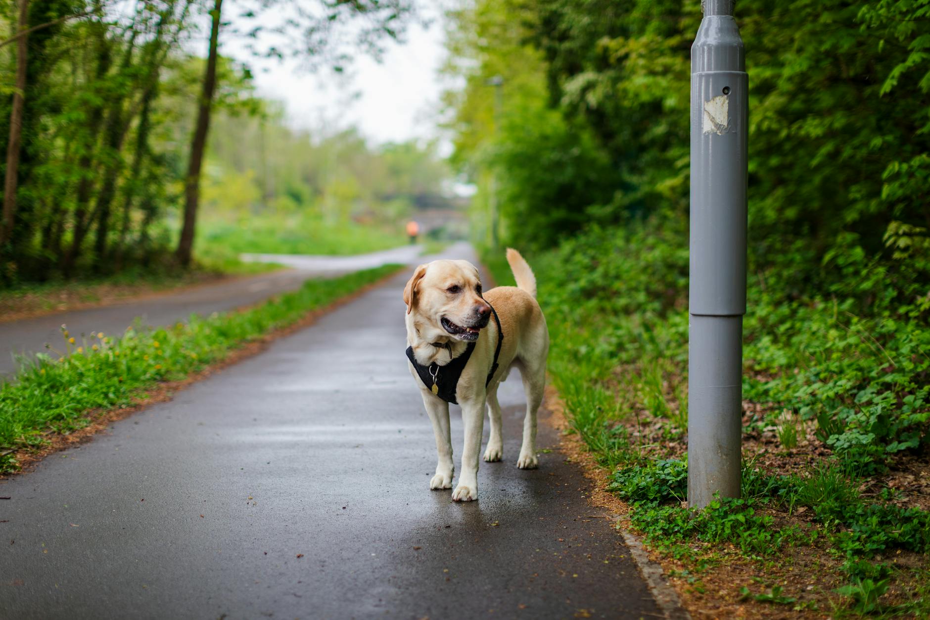 A walker with their labrador on a countryside path through the Cotswolds