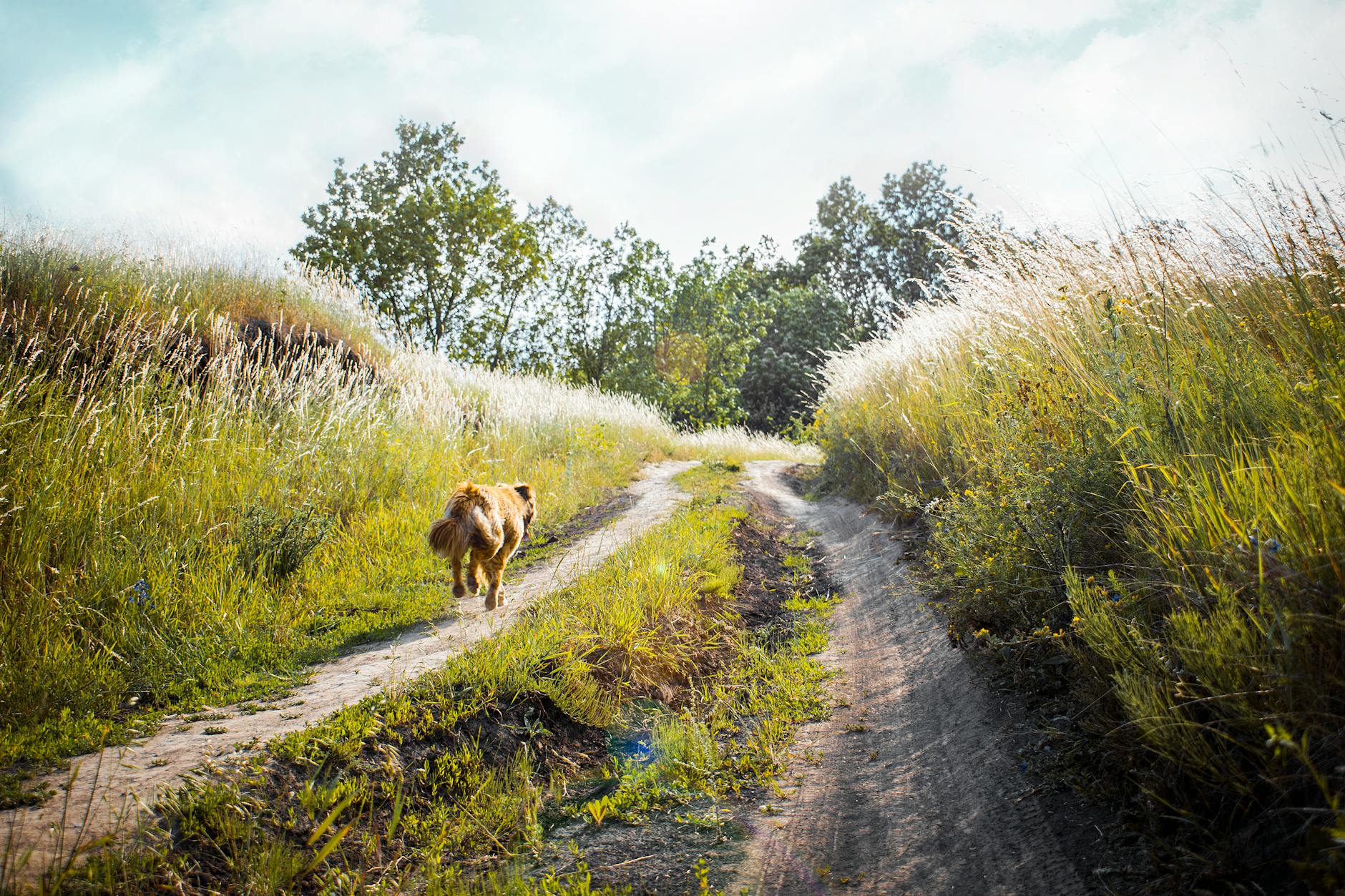 A dog walker on a countryside path through the Cotswolds with their golden retriever