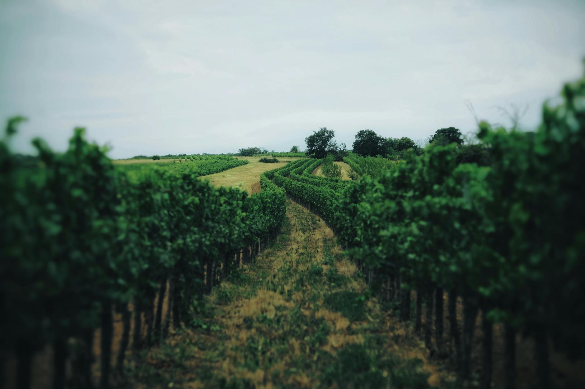 Rows of grapevines at an English vineyard in the Cotswolds countryside