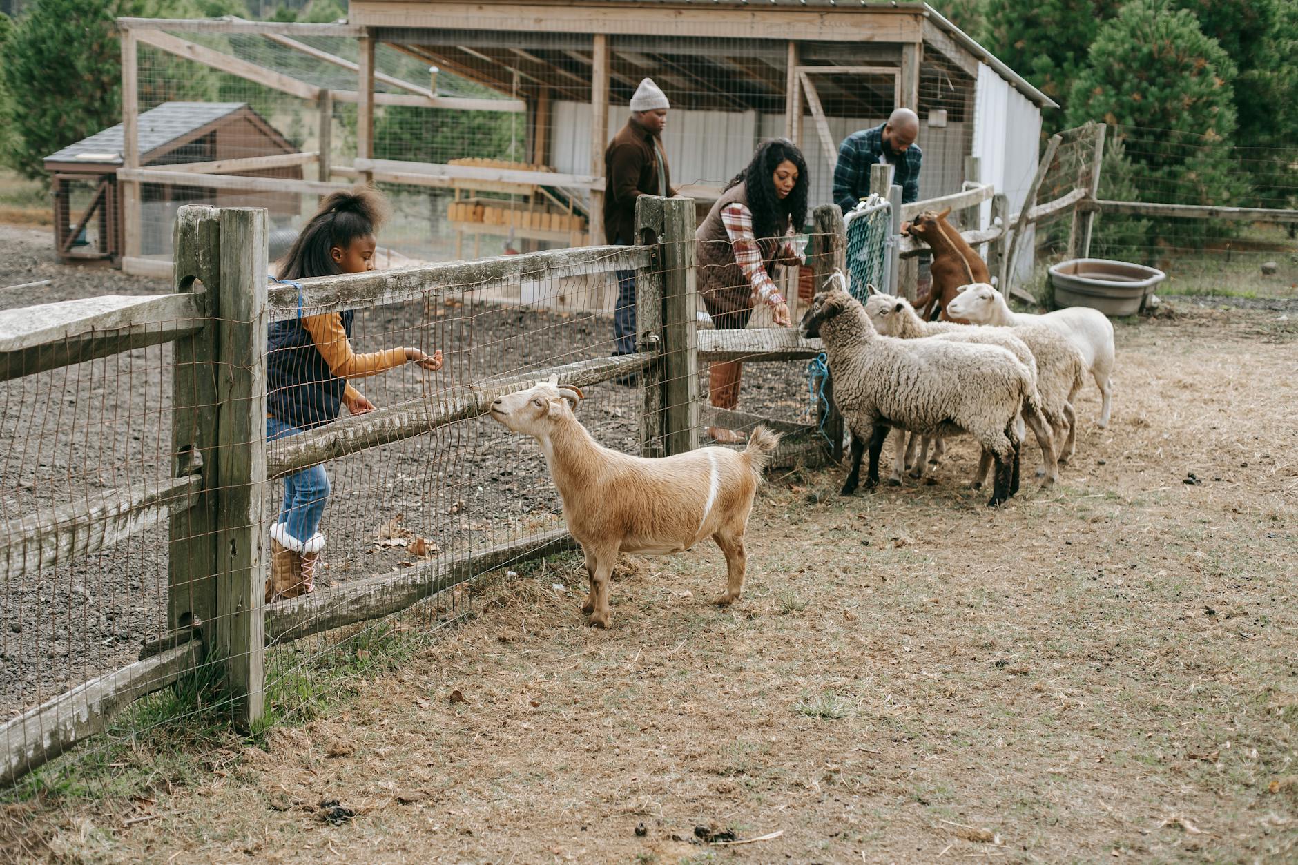 Family with children feeding lambs at a farm park in the Cotswolds