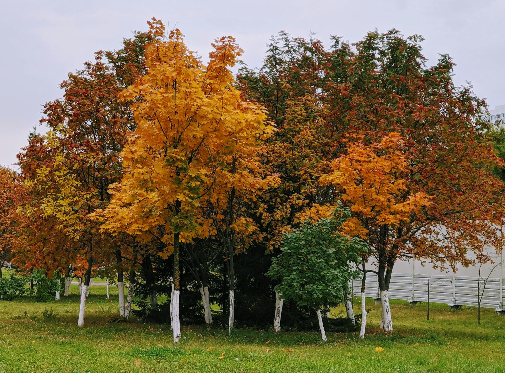 Spectacular autumn colours at a tree-lined arboretum in the English countryside