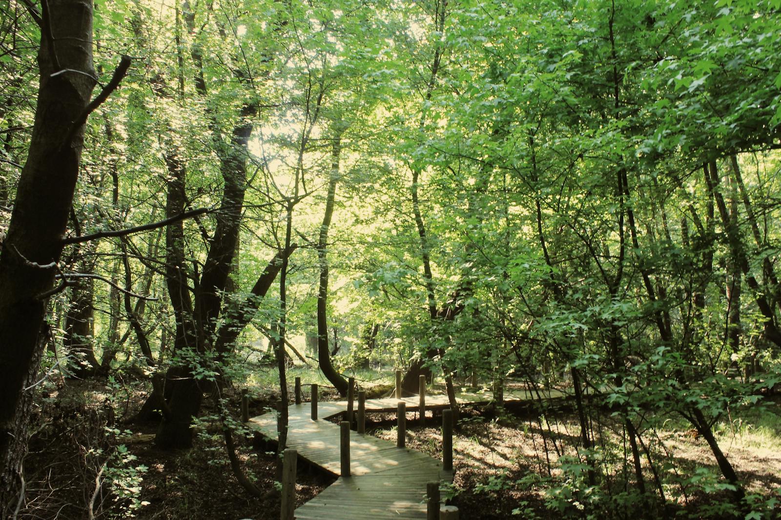 A sunlit wooden path winding through a leafy summer woodland
