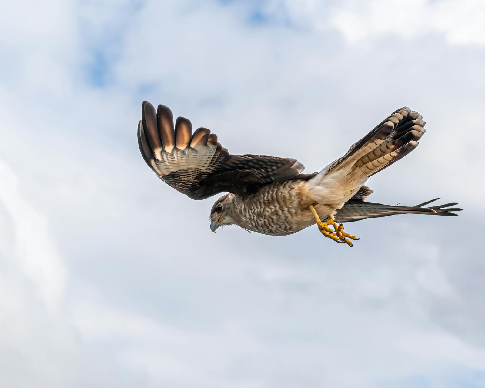 A falcon soaring with wings outstretched against a cloudy sky