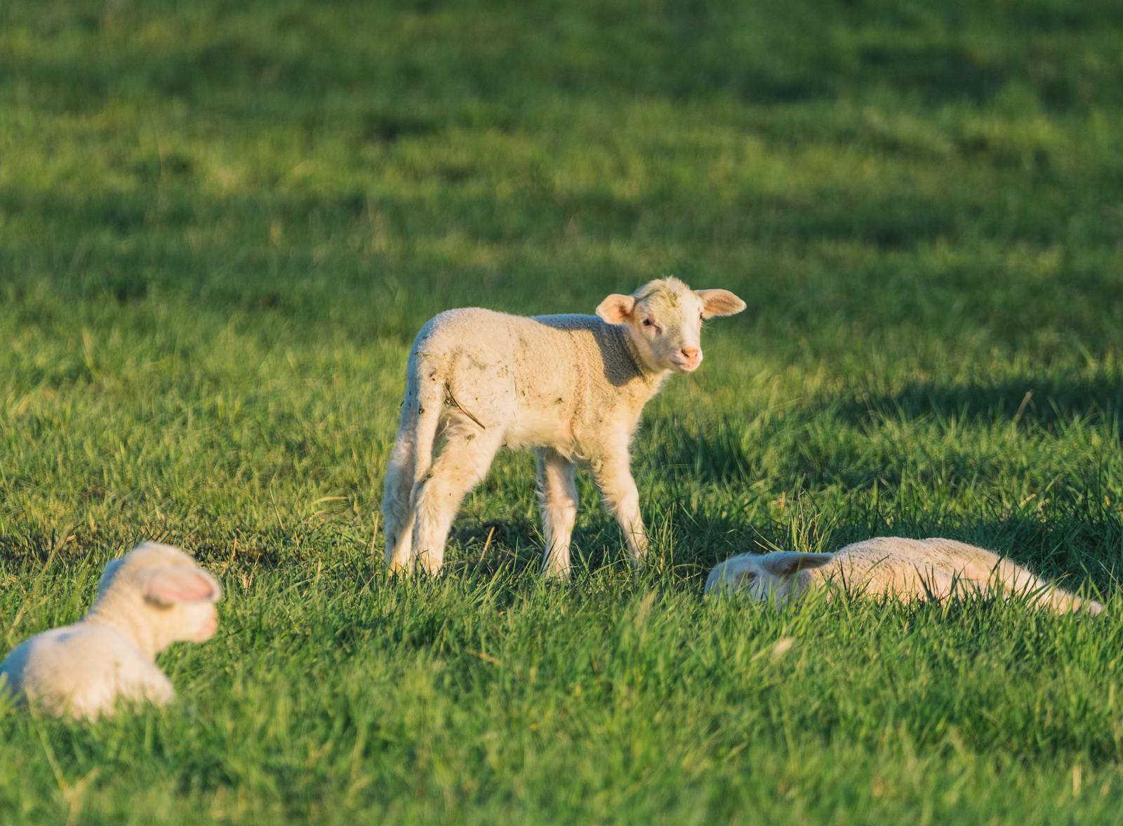 Young lambs enjoying spring sunshine in a green pasture