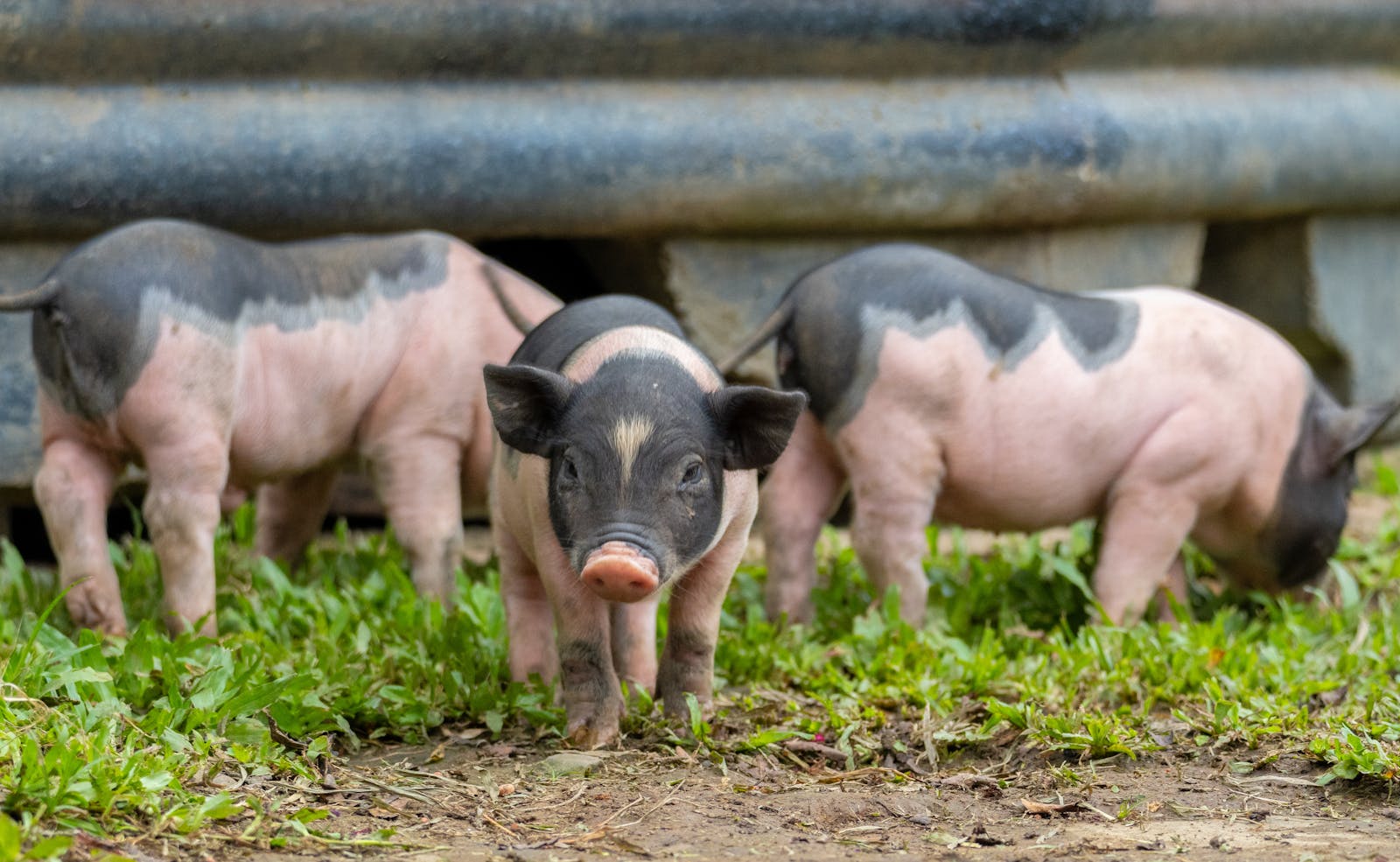 Piglets exploring a grassy paddock on a farm