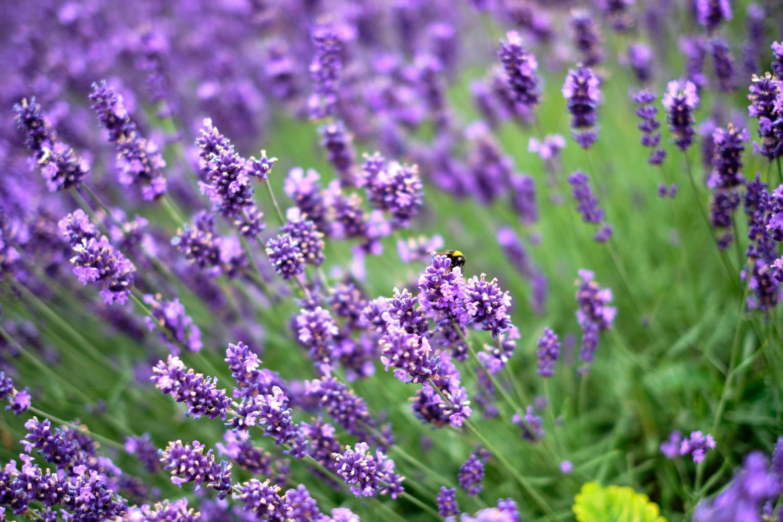 Rows of blooming purple lavender in an English field in summer