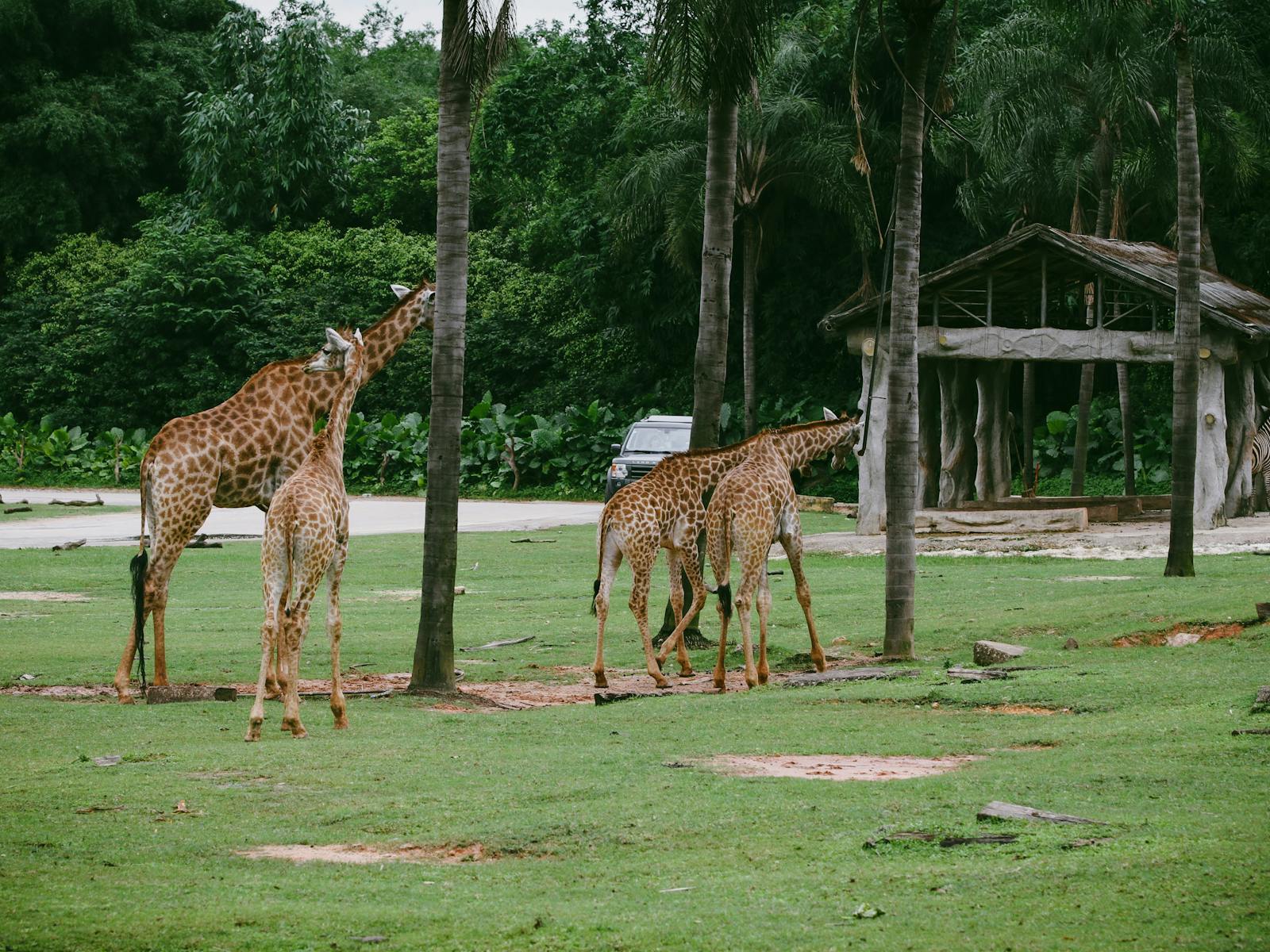 Giraffes in a green, tree-filled enclosure at a wildlife park