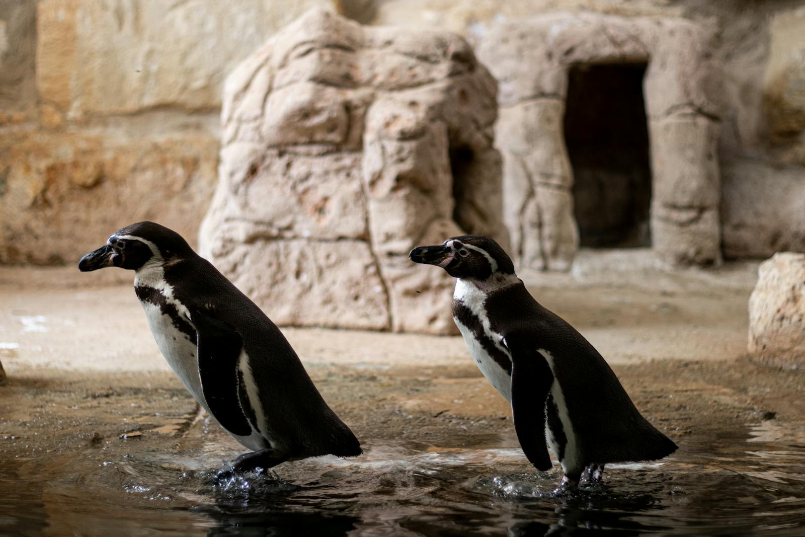 A pair of Humboldt penguins beside the water at a wildlife park