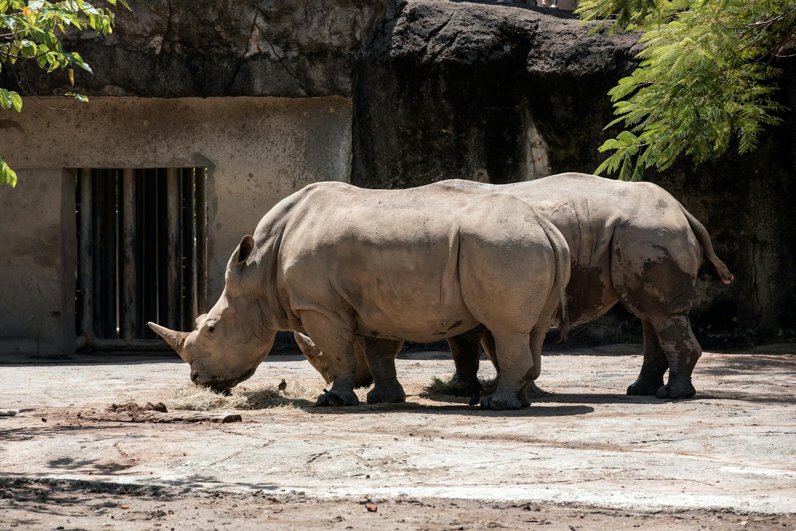 Two white rhinos feeding in a grassy wildlife park enclosure