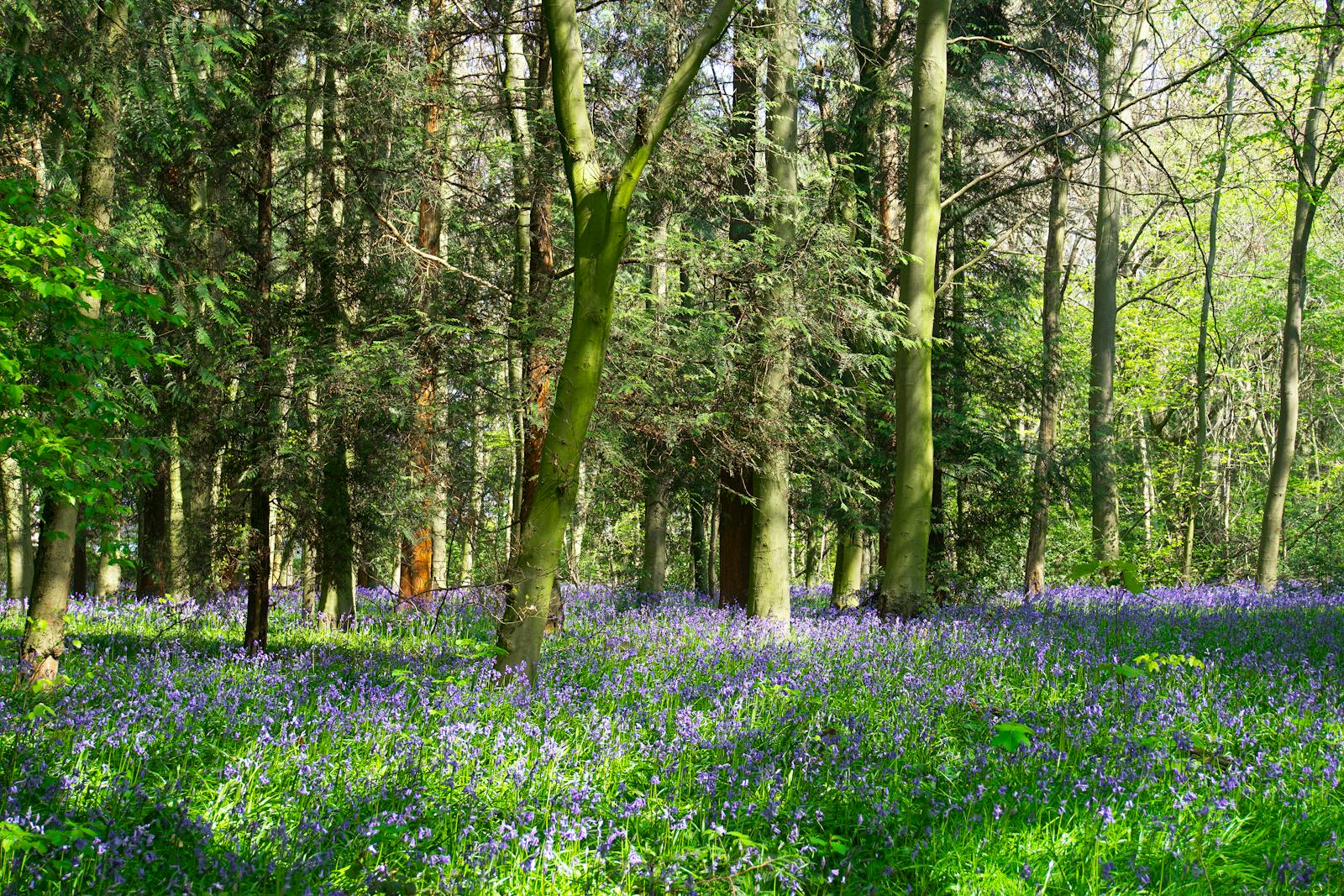 A woodland floor carpeted with bluebells in spring in the UK