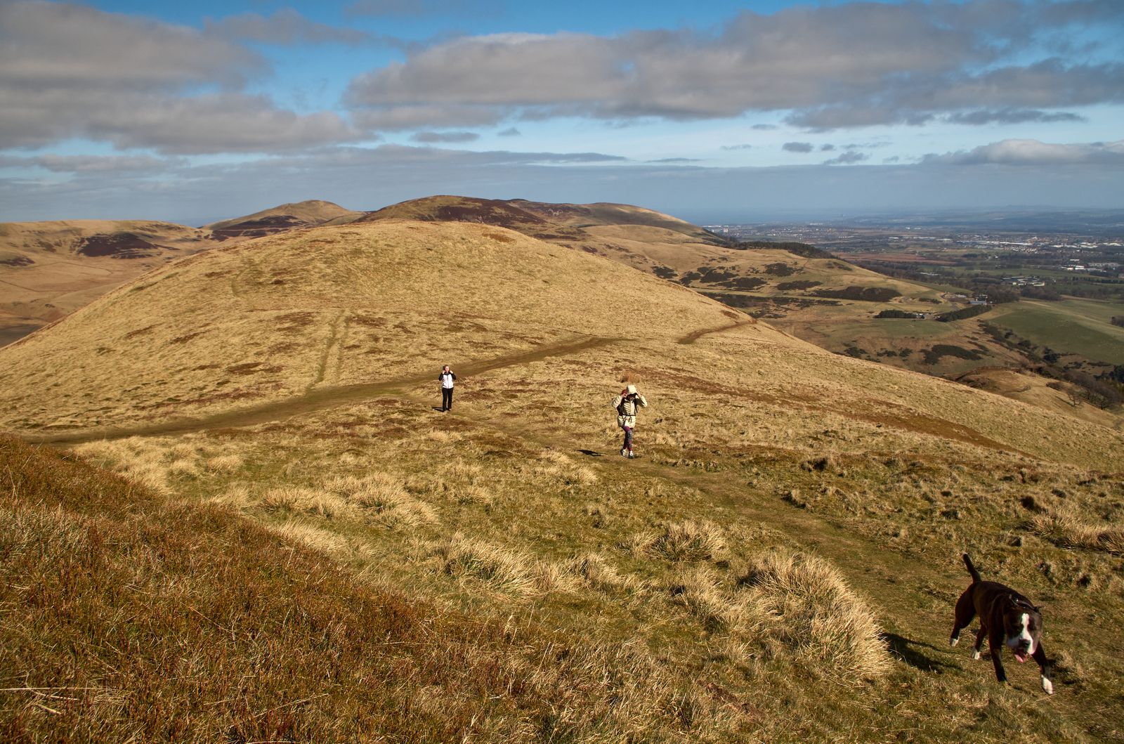 A dog walking on a grassy hillside path in the Cotswolds countryside