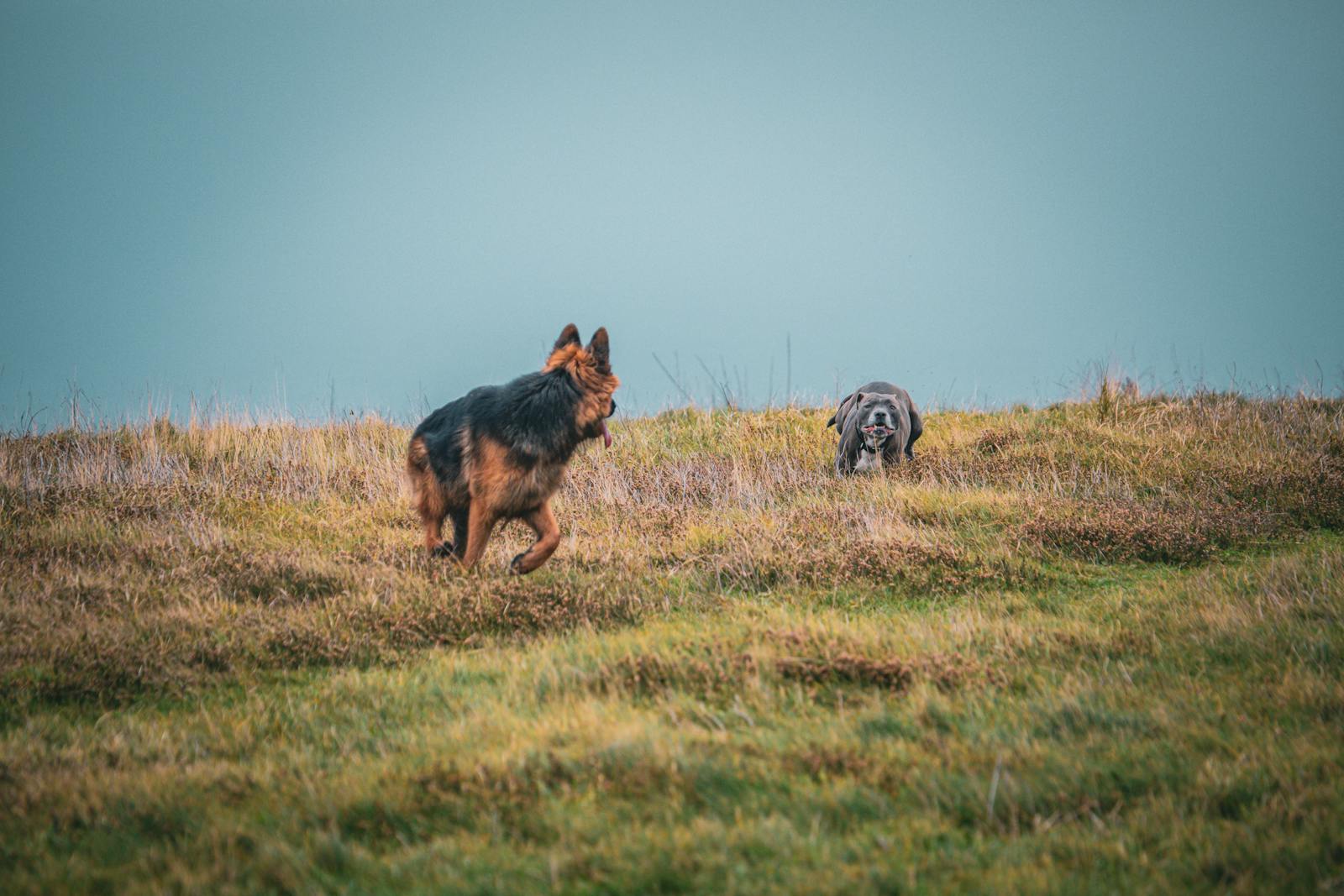 A dog running across a green field on a sunny day in the English countryside