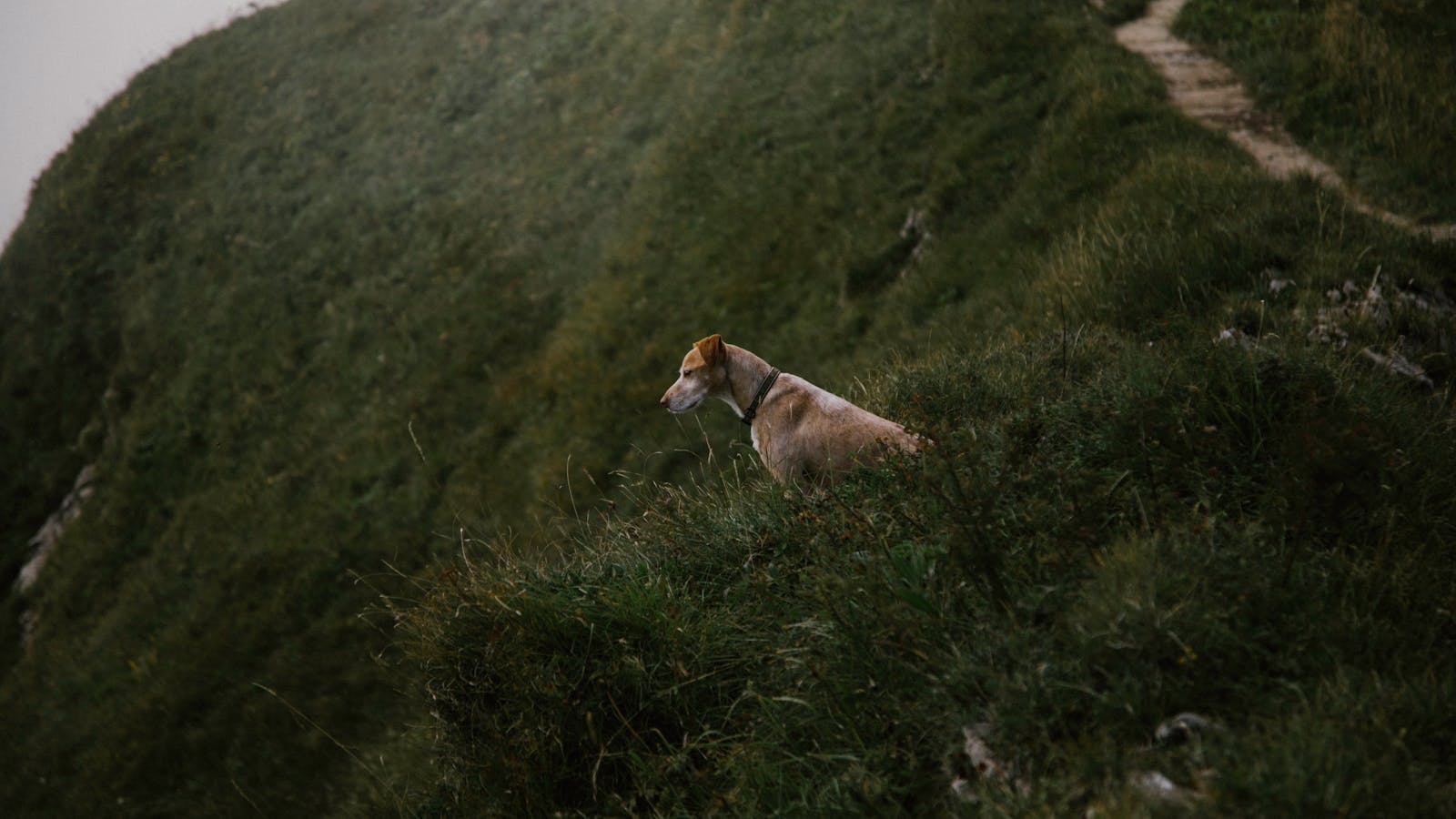 A dog on a lead walking up a hillside path with countryside views