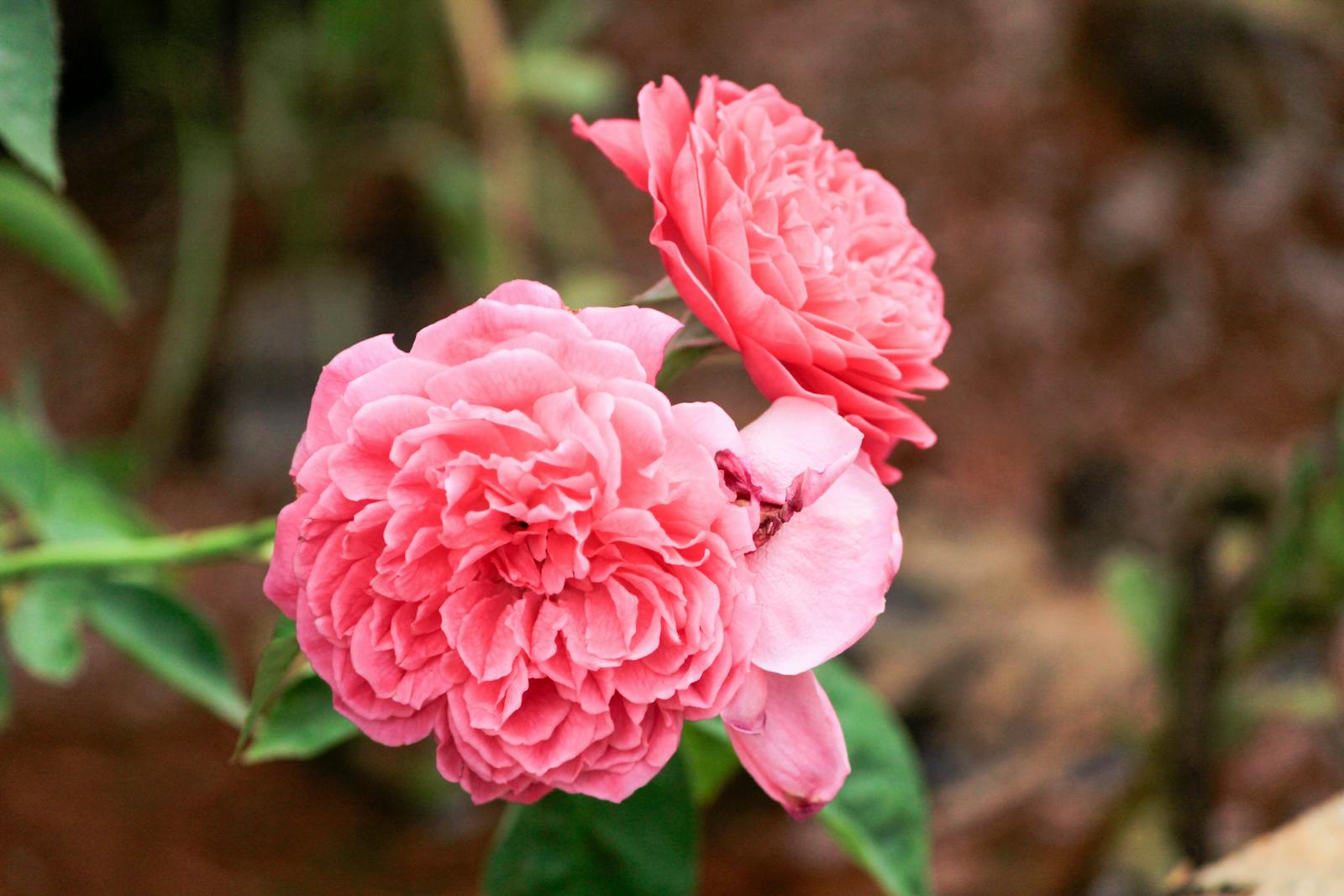 Creamy garden roses in full bloom in summer