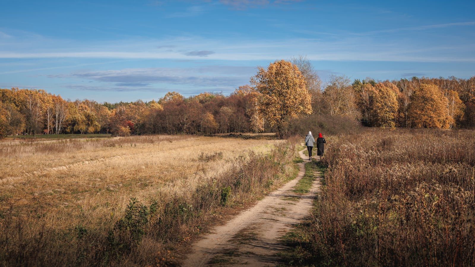 A peaceful footpath winding through trees and countryside