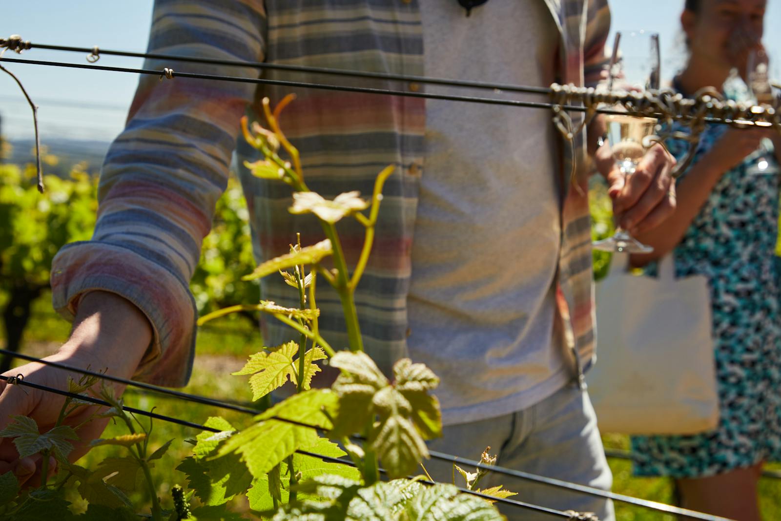 Visitors walking through a sunny vineyard among the grapevines