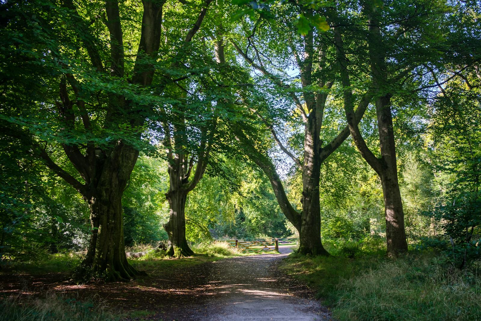 Tall ancient trees in a dense green Cotswold woodland