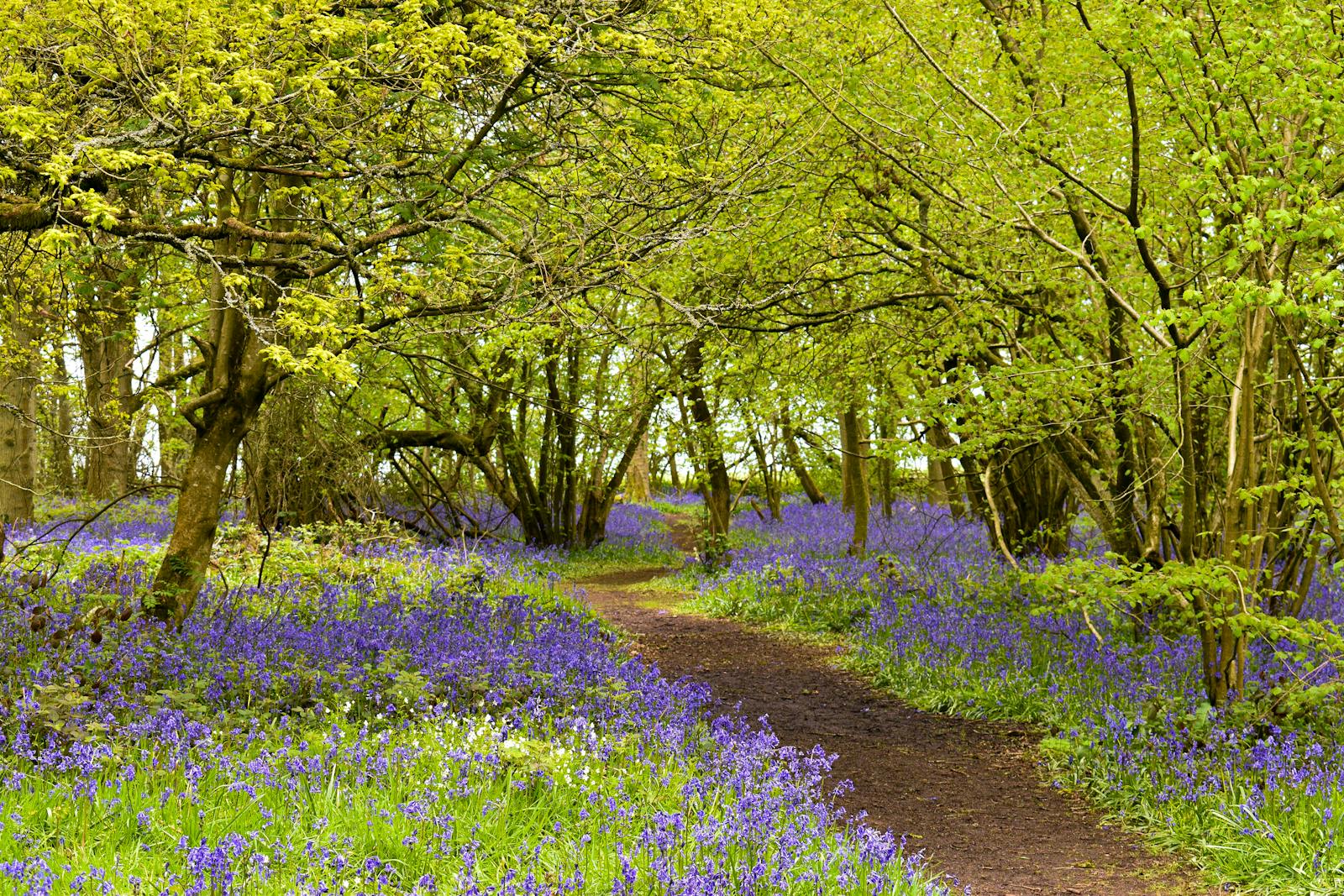 A carpet of bluebells in a sunlit Cotswold woodland in spring