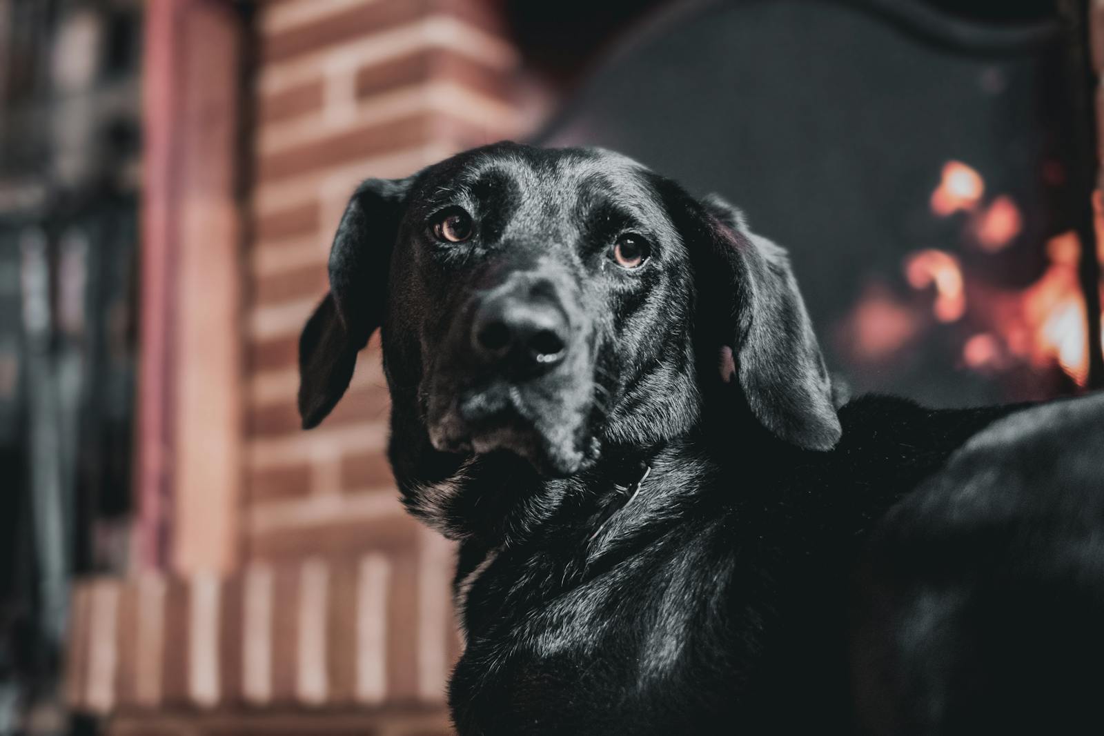 A Labrador resting indoors beside a warm fireplace