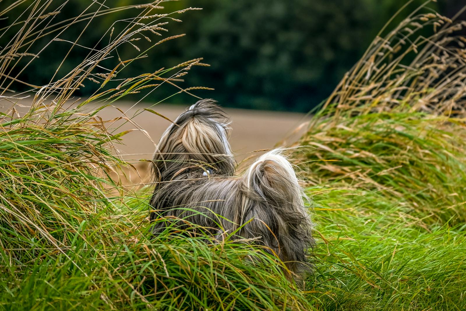A happy dog enjoying a grassy field on a sunny day