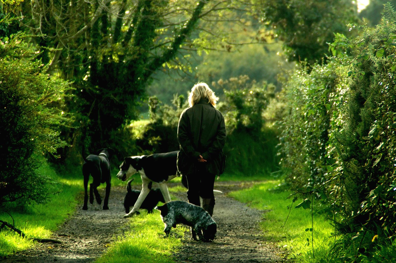 A person walking two dogs along a green countryside path