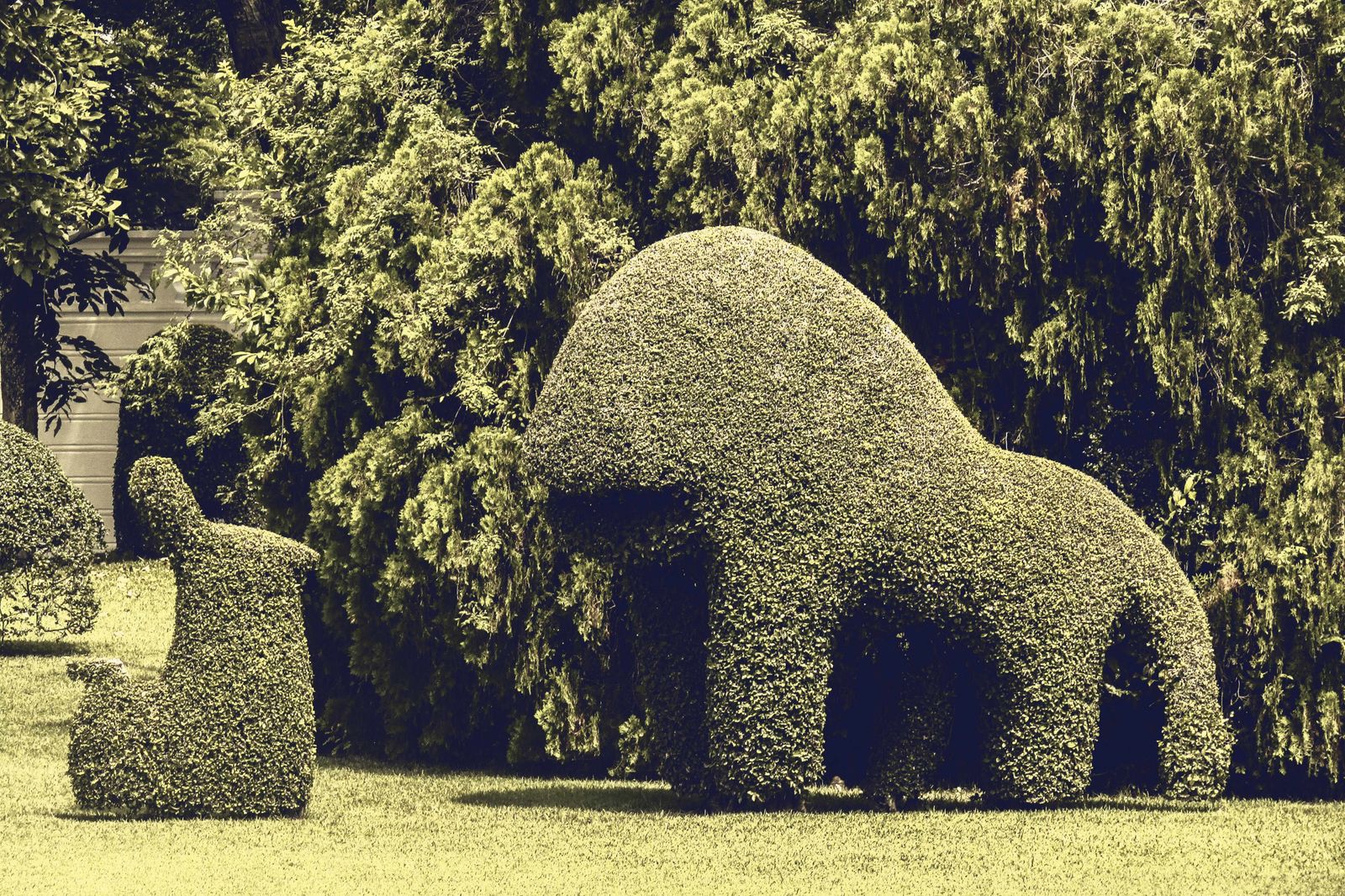 Sculpted green topiary shapes in a sunlit formal garden