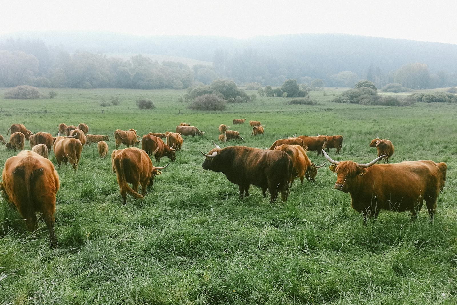 Highland cattle grazing in a green Cotswold pasture