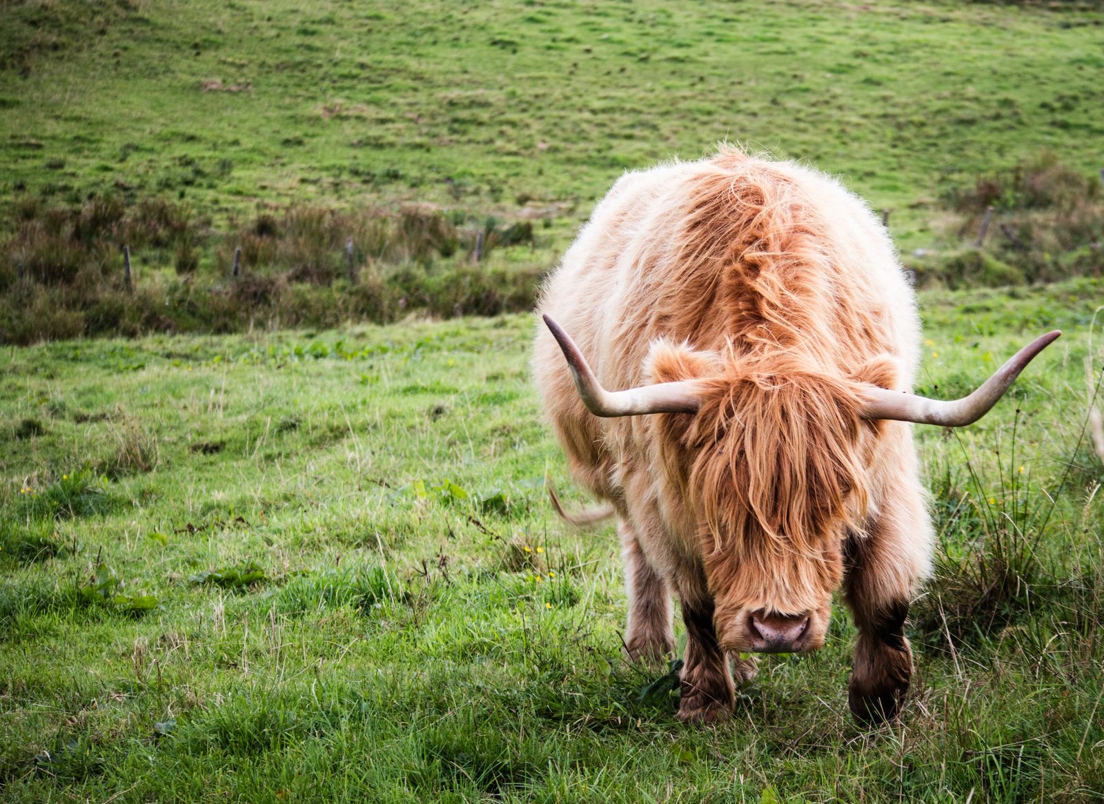 A Highland cow with long horns and a shaggy coat grazing on a green pasture