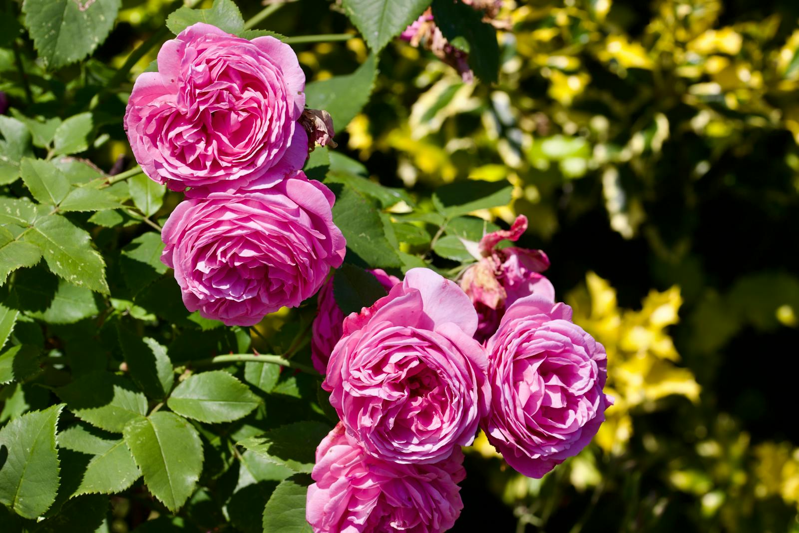 Pink roses in full bloom in a formal English castle garden