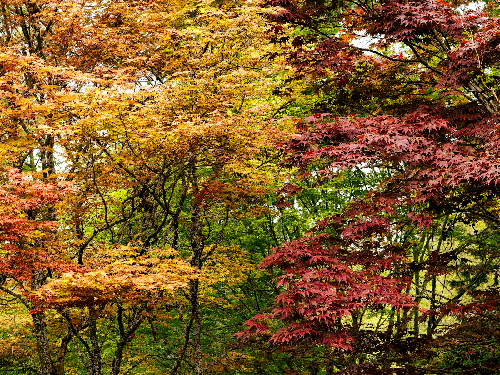 Japanese maple trees in vivid red and gold autumn colour in a woodland