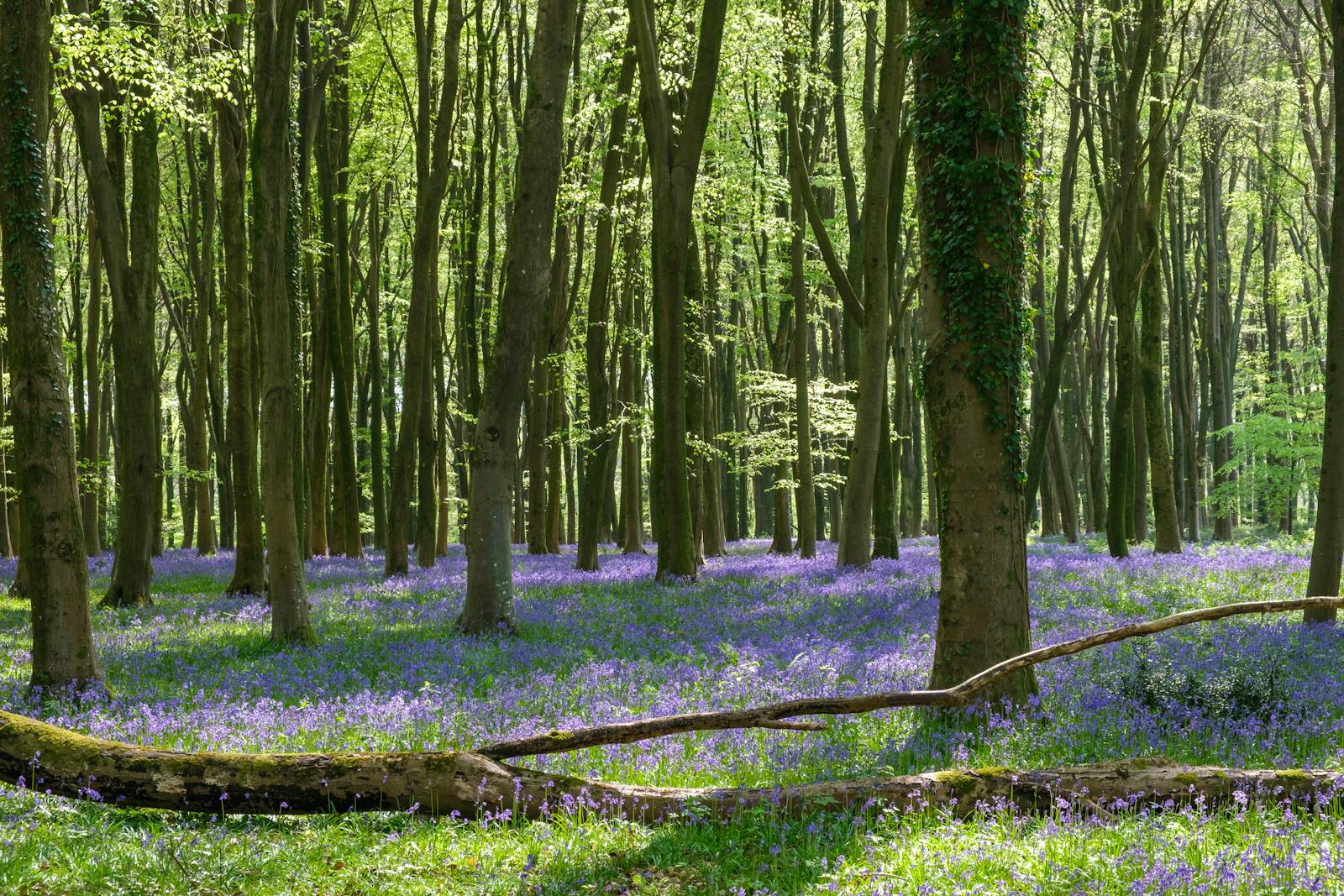 A carpet of bluebells beneath sun-dappled trees in an English woodland in spring