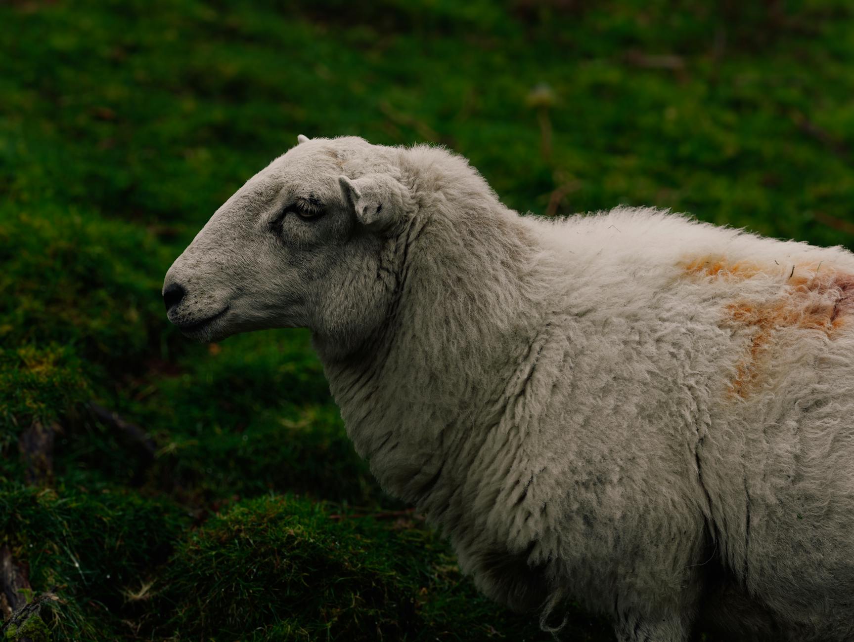 Sheep grazing in the rolling Cotswolds countryside
