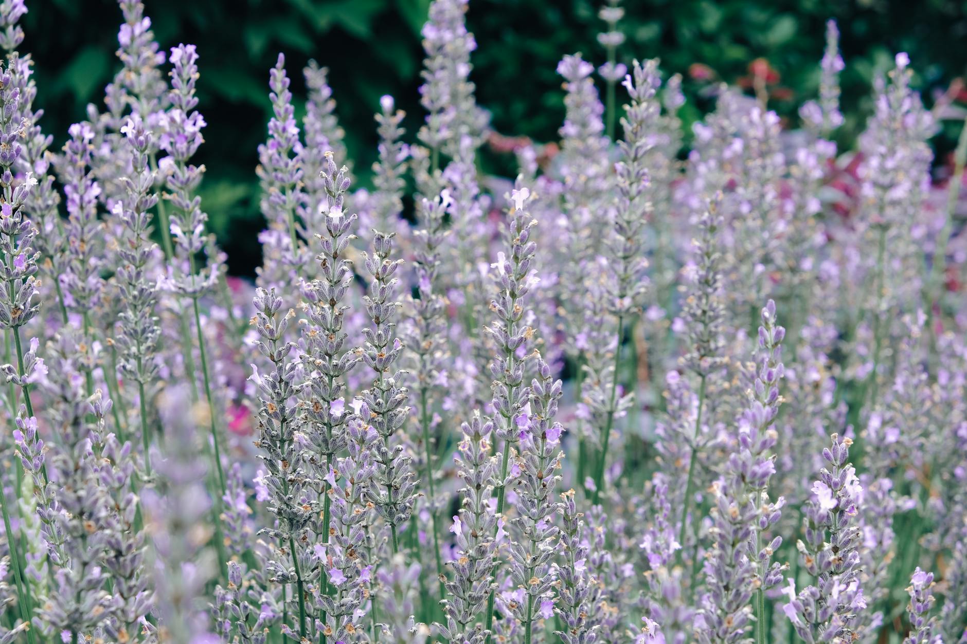 A field of lavender in bloom in the Cotswolds in summer