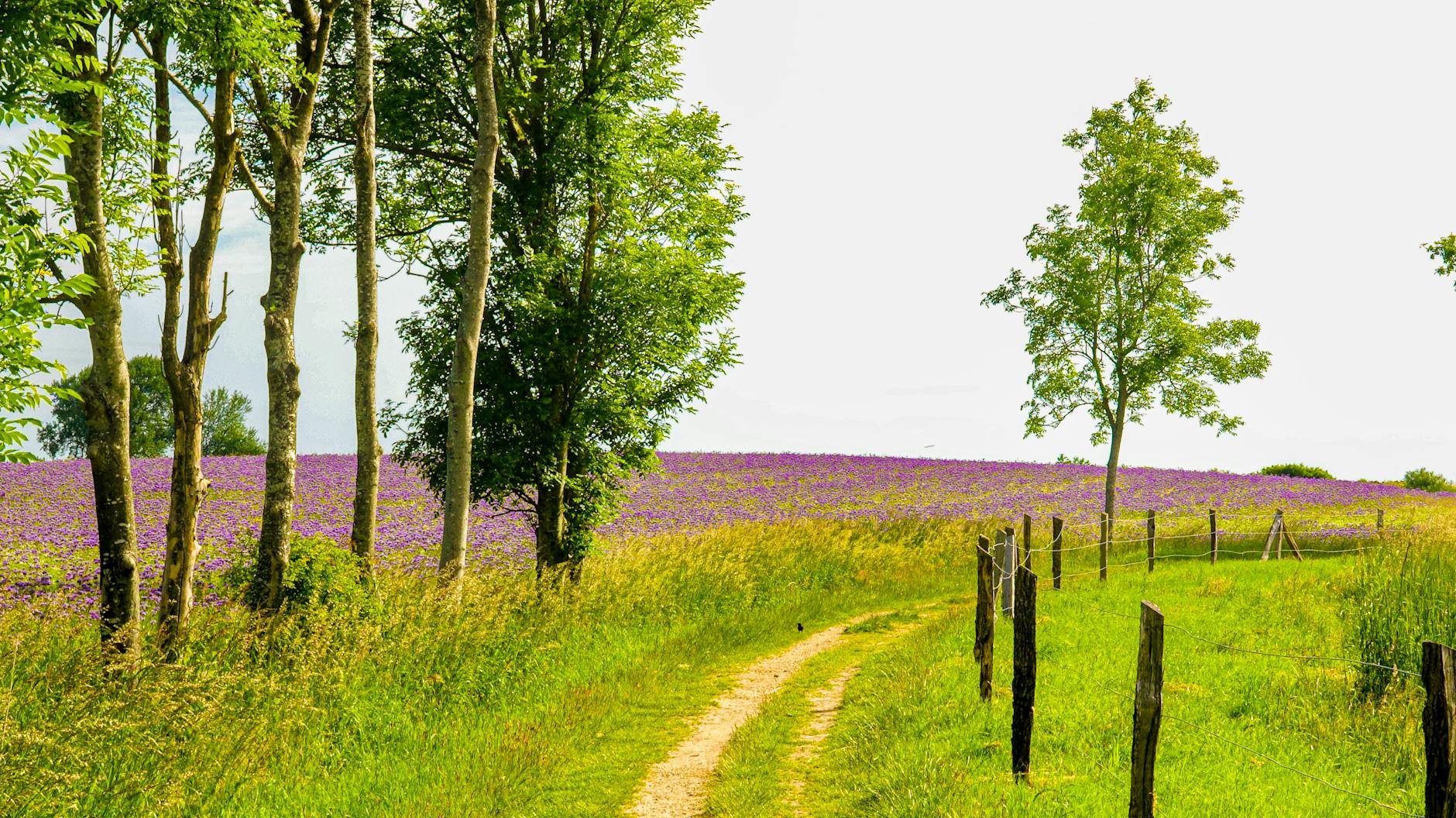 A country lane through wildflower meadows in the Cotswolds