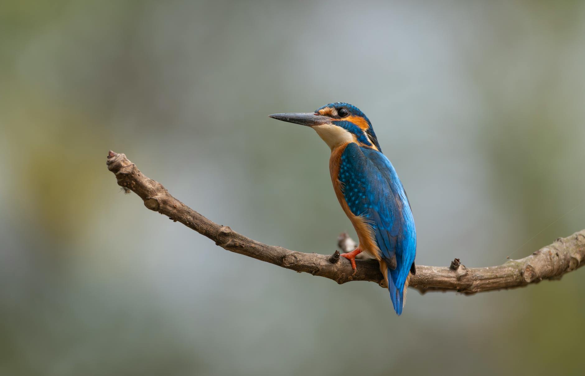 A common kingfisher with bright blue and orange plumage perched on a branch