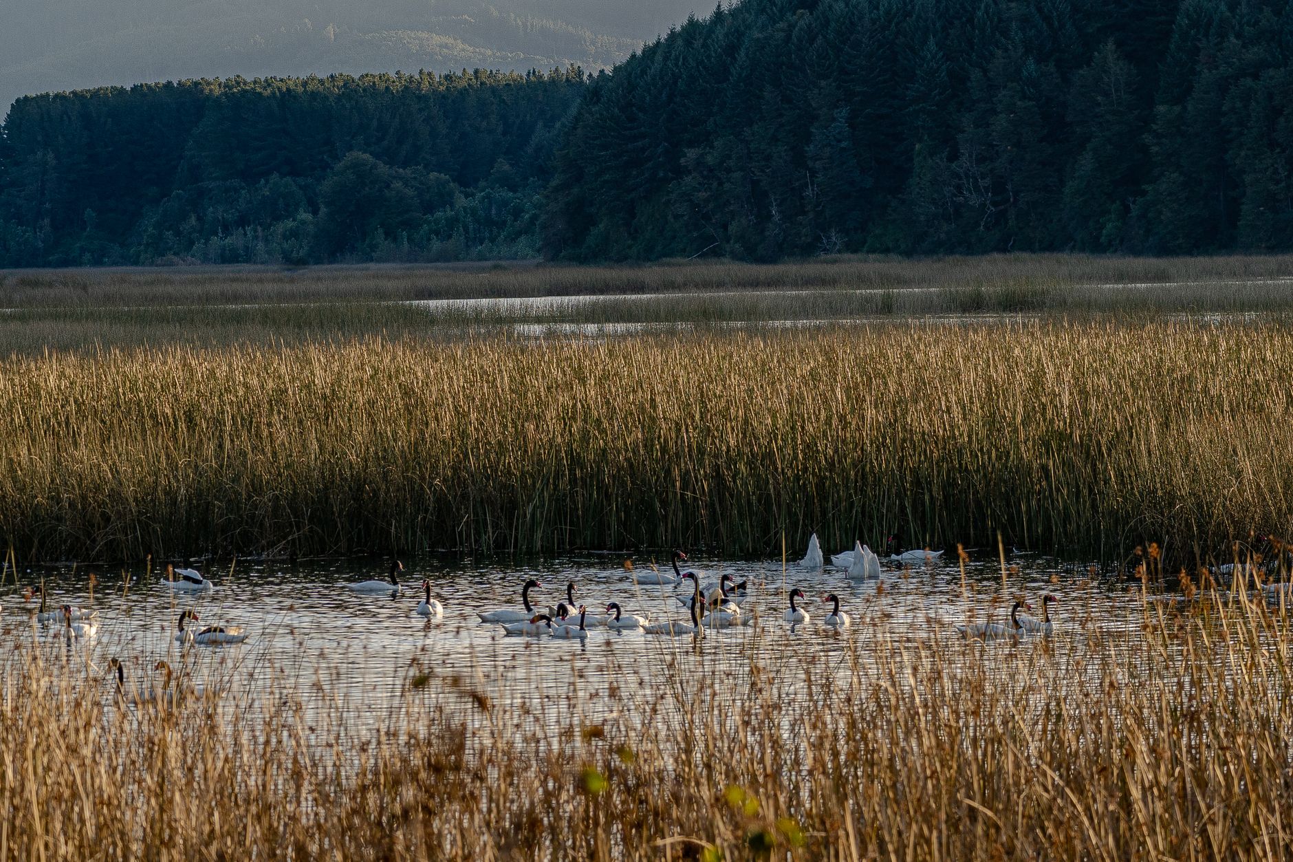 Wild swans on a wetland surrounded by reeds and grass