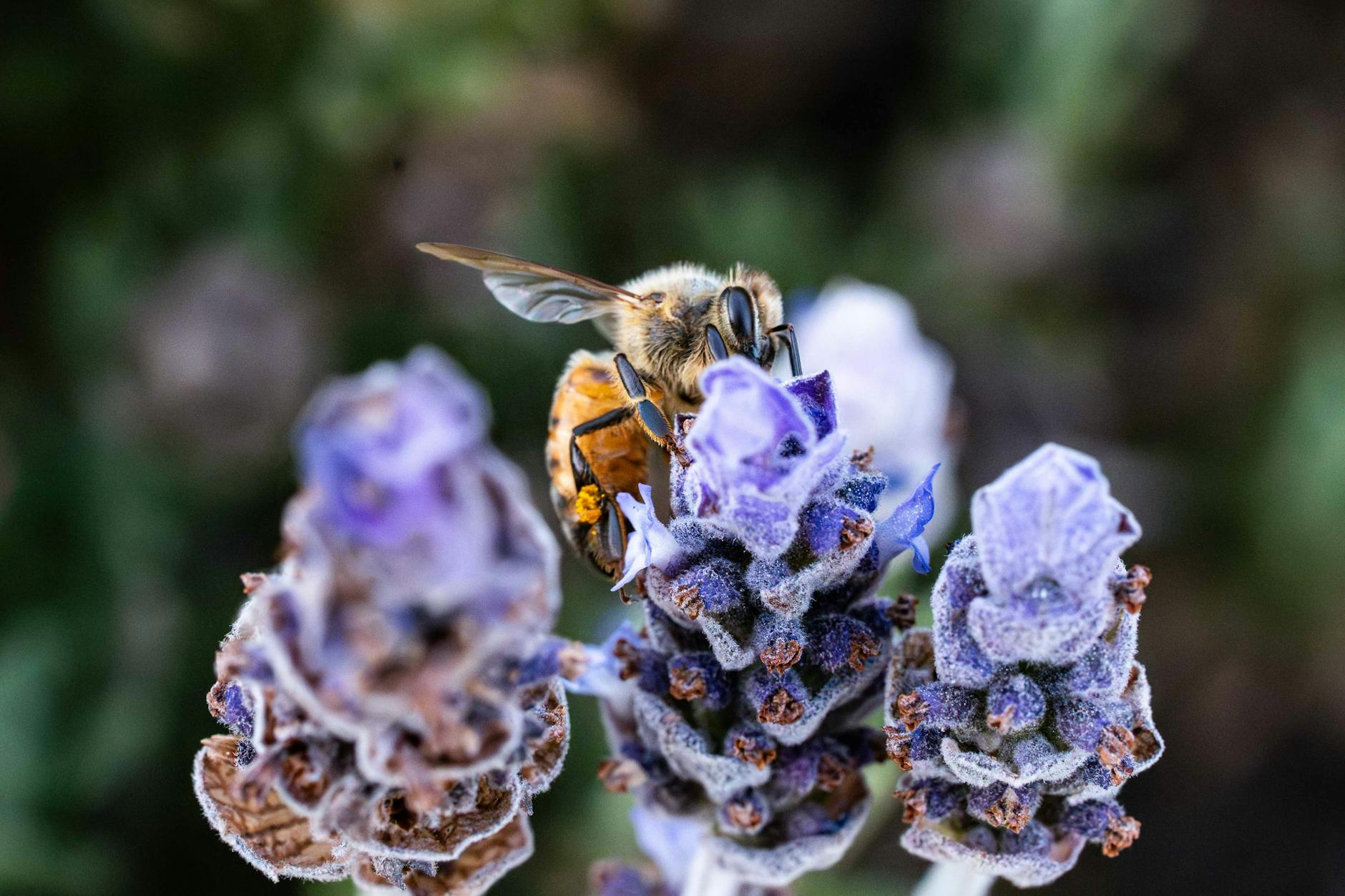 A honeybee collecting nectar from purple lavender flowers in close-up
