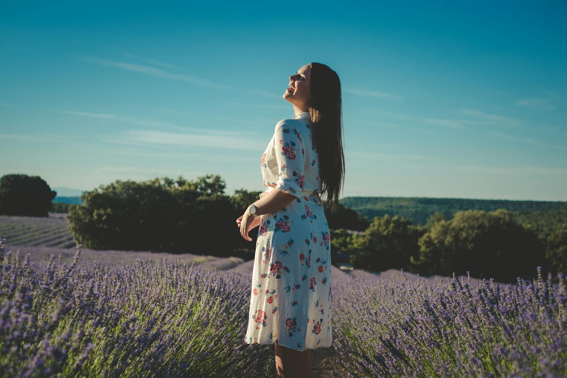 A visitor walking among the rows of a sunny Cotswold lavender field