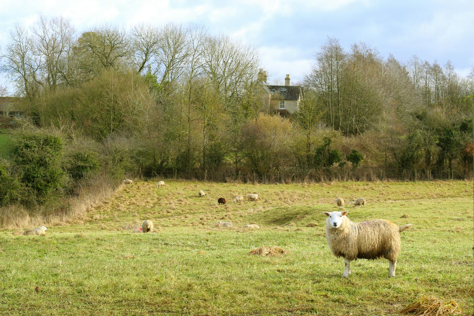 A flock of sheep grazing on the green Cotswold hills that built the medieval wool trade
