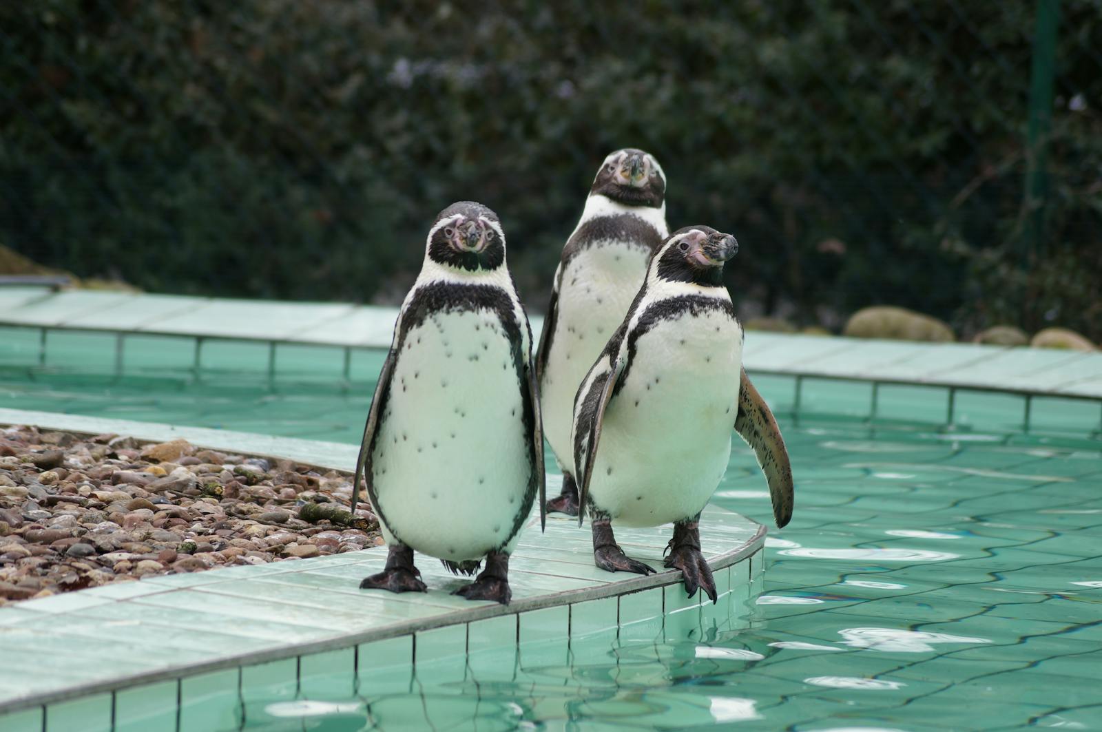 Three Humboldt penguins standing at the edge of a pool at a bird park
