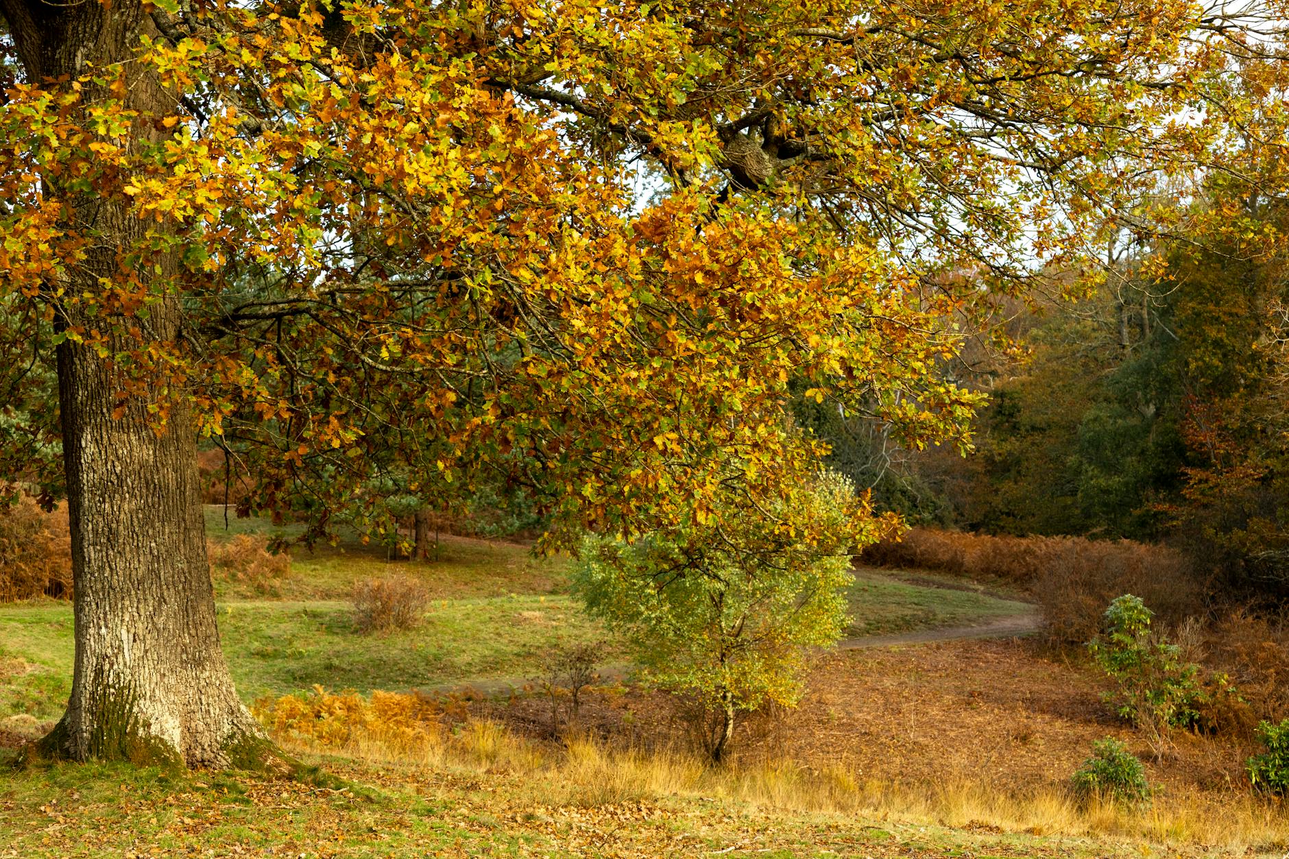 A woodland trail covered in golden autumn leaves in the English countryside