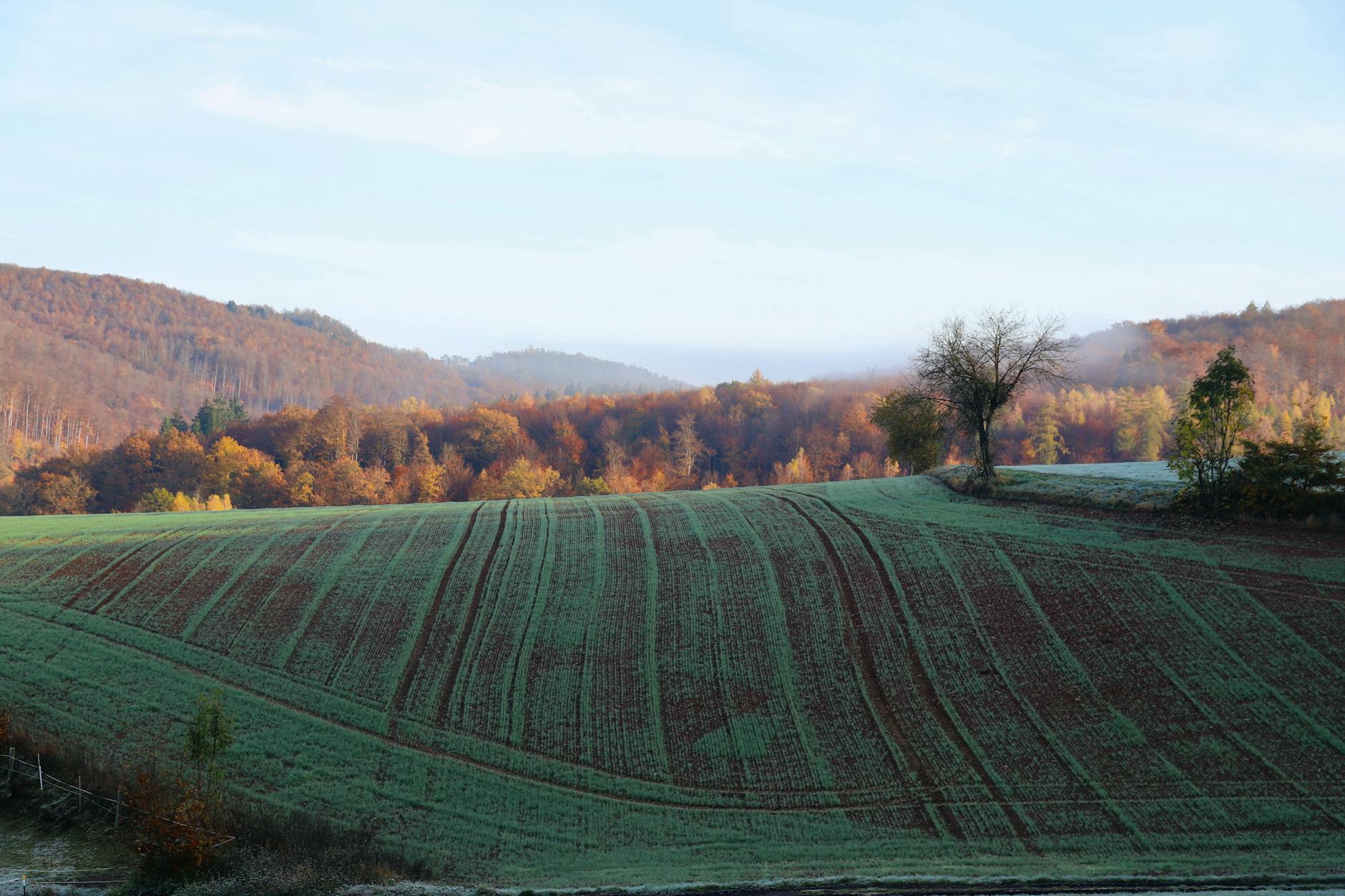 A misty autumn morning over a meadow with vibrant fall colours