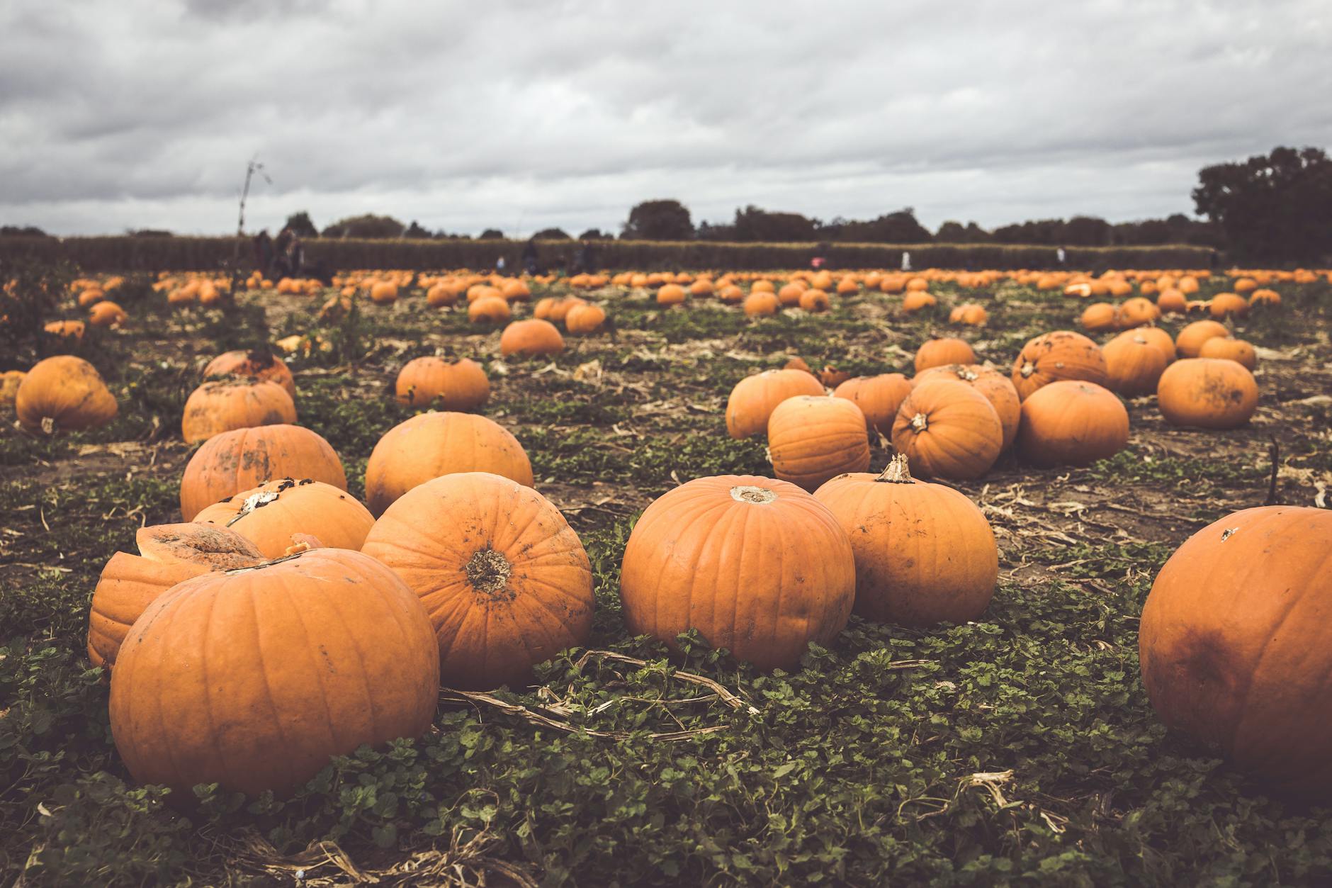 Ripe orange pumpkins in a pumpkin patch on an autumn day
