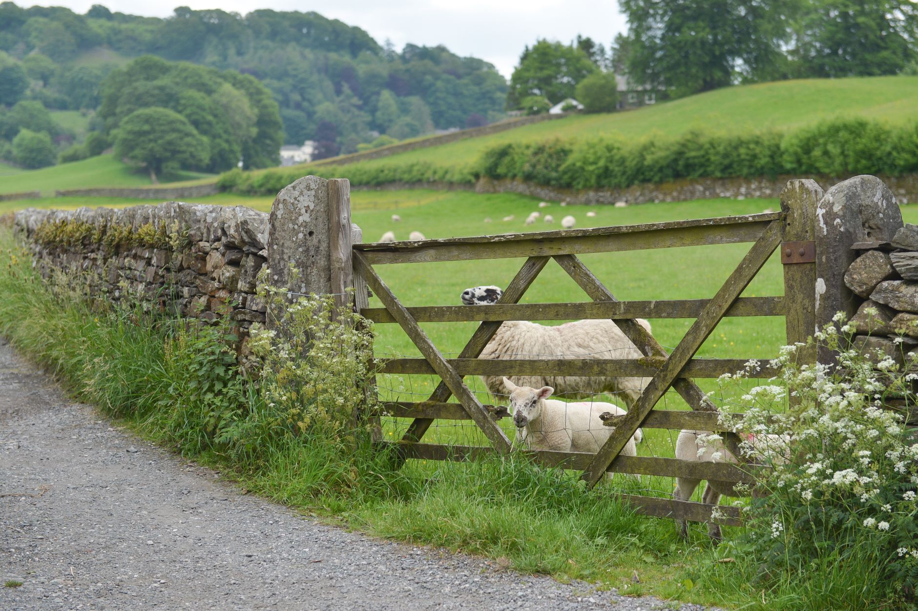 Sheep grazing beside a dry stone wall and gate on a Cotswolds hillside