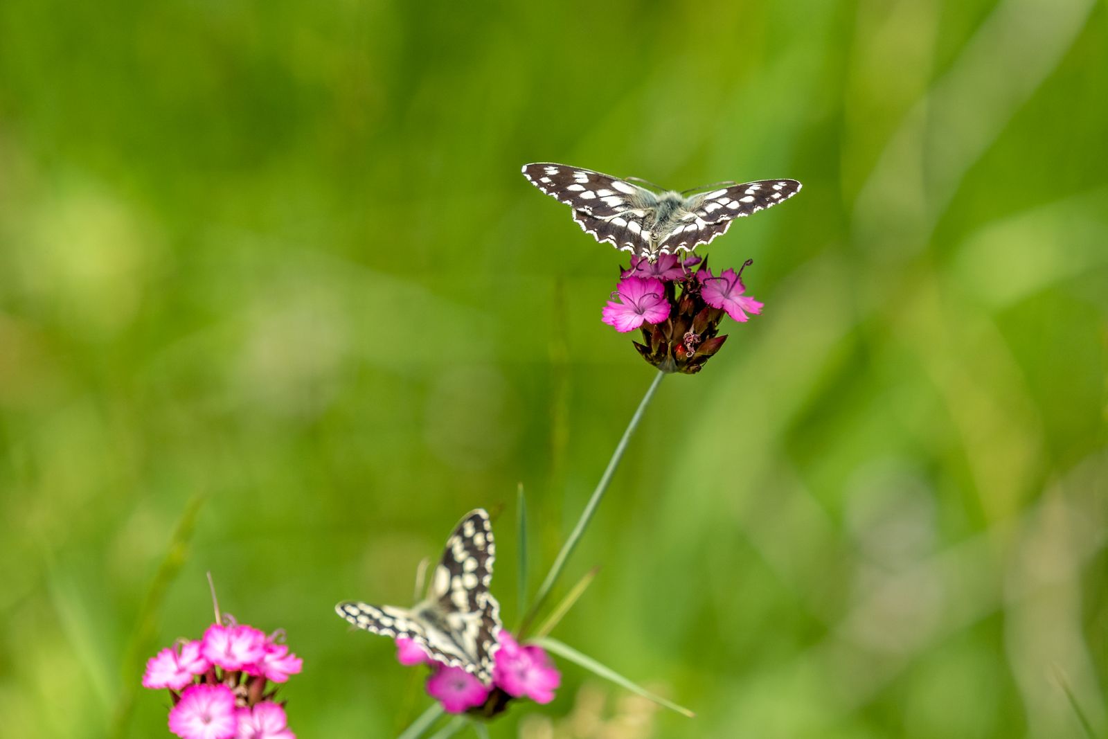 Marbled white butterflies resting on wildflowers in Cotswold limestone grassland
