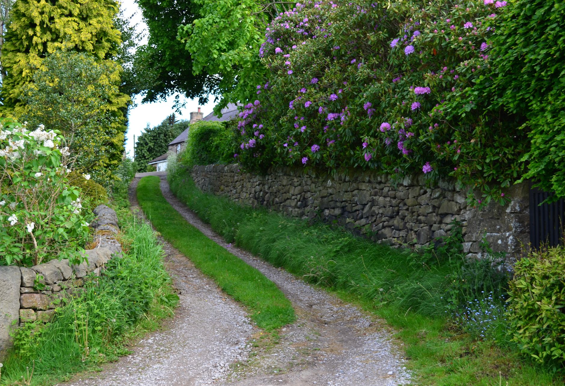 A quiet country path lined with dry stone walls and wildflowers in the Cotswolds